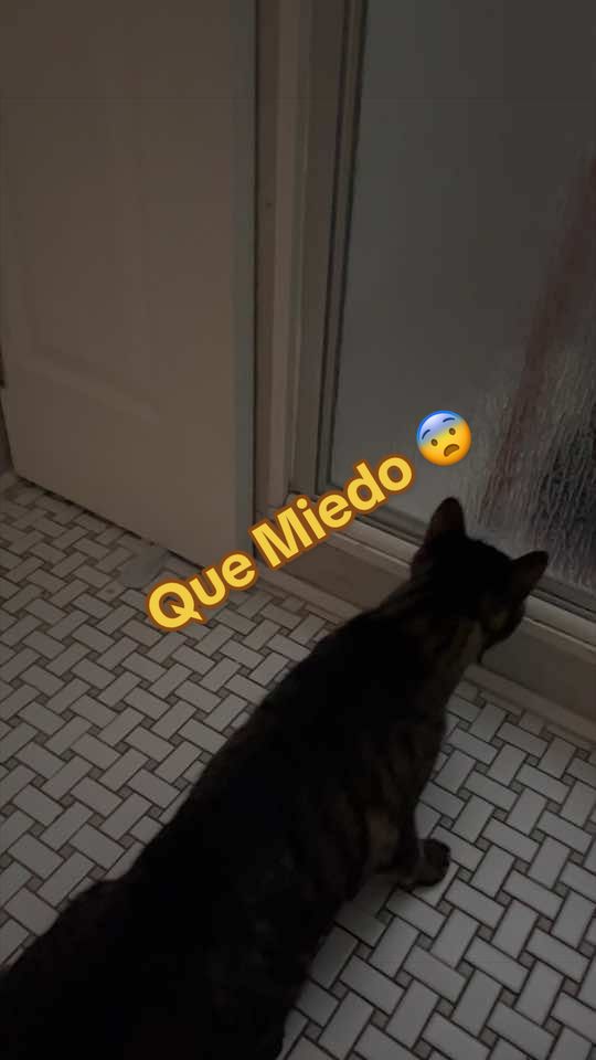 @🦖 MEOWassic CAT😺