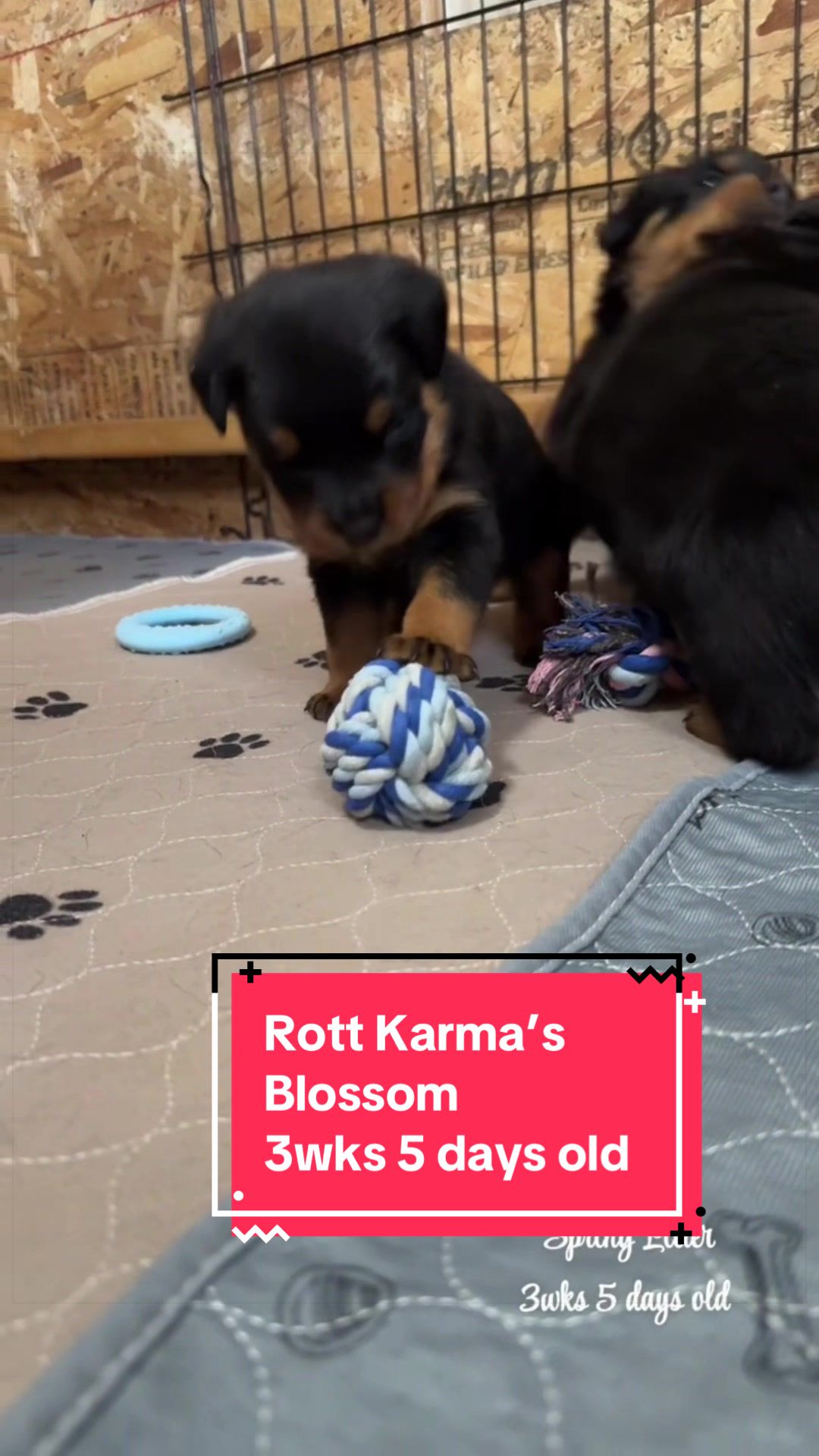 @Rott Karma Kennels LLC