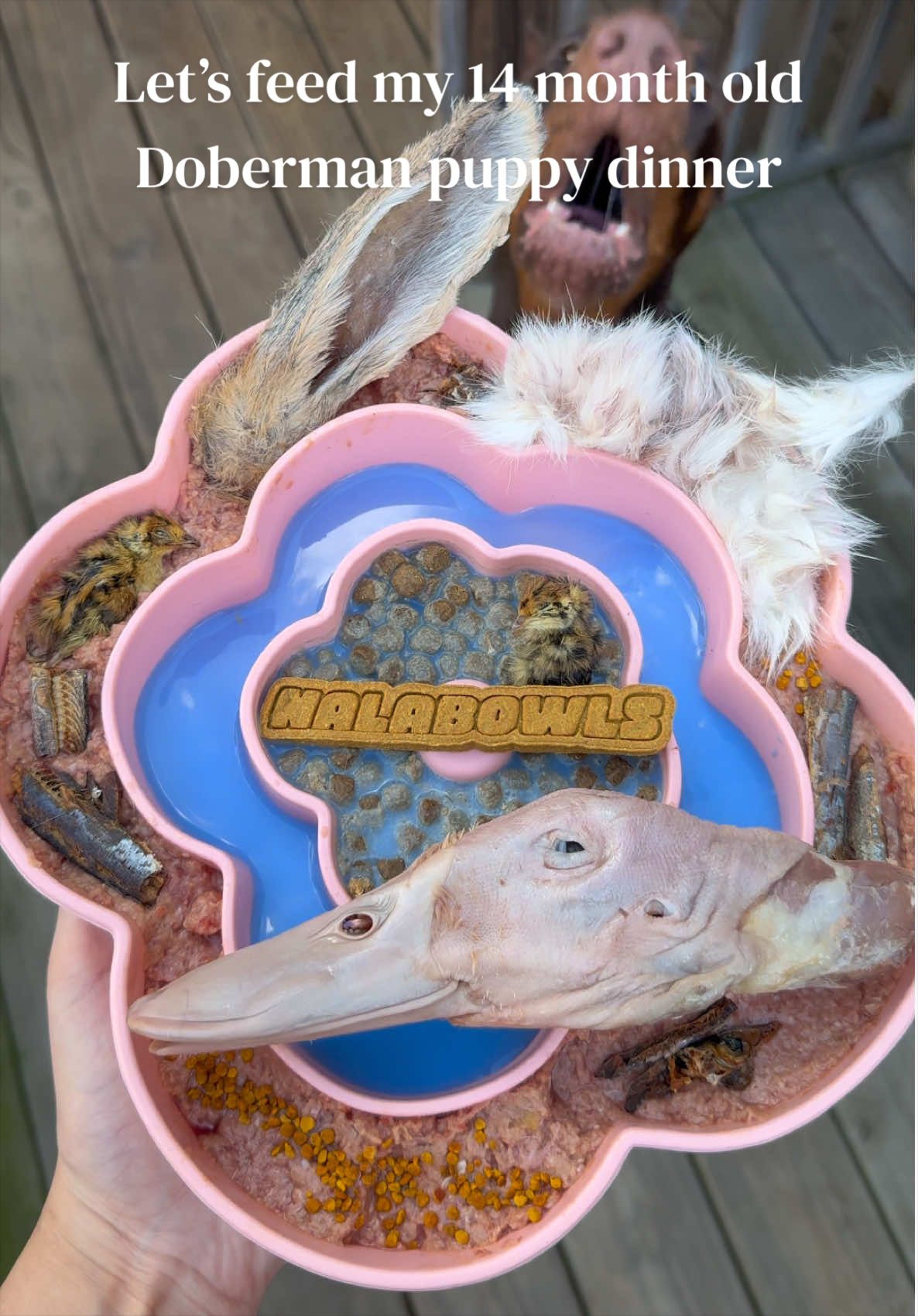 @Nala the Doberman