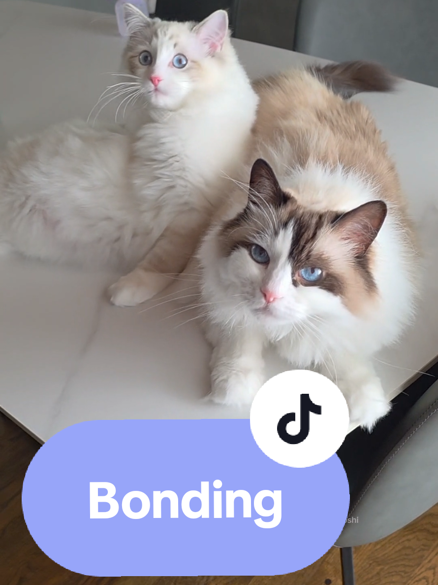 @Eevee, Yoshi & Waffles