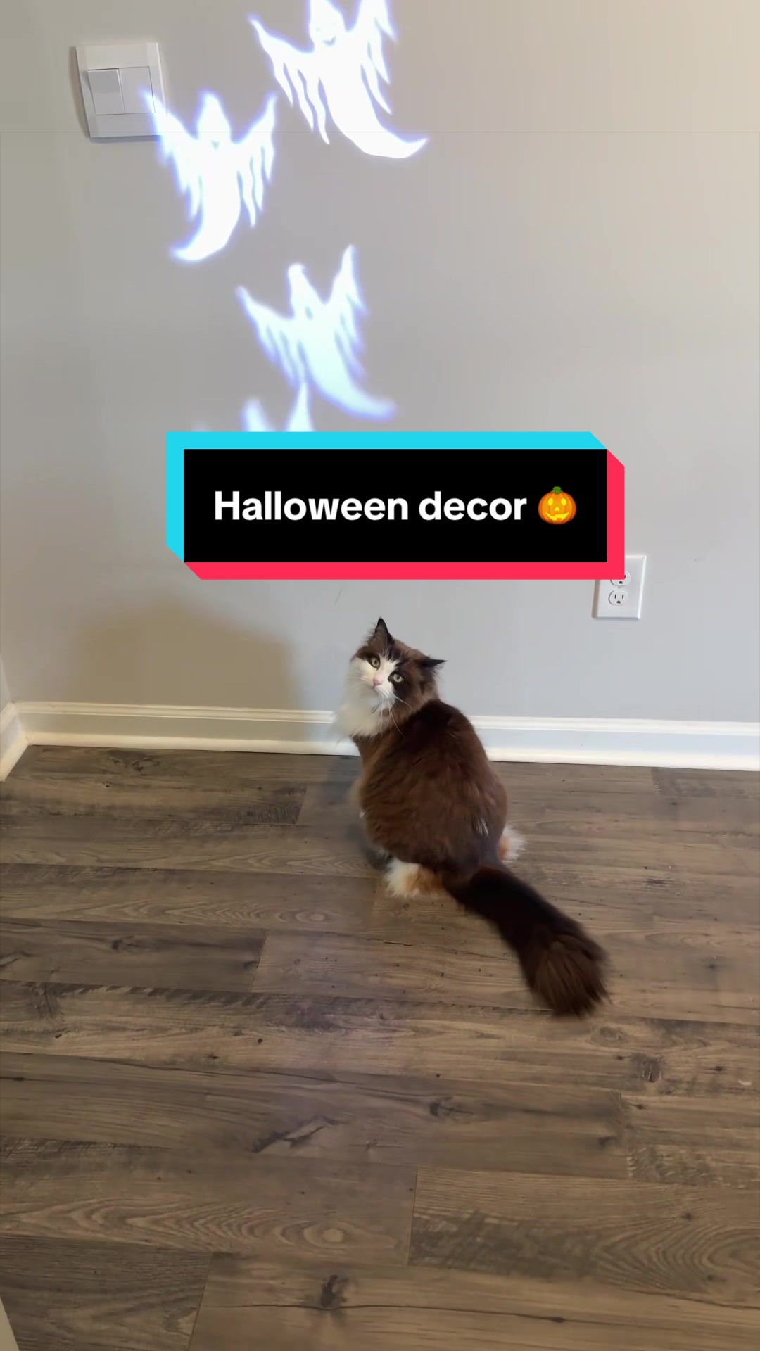 @Meredith Ragdoll Cat