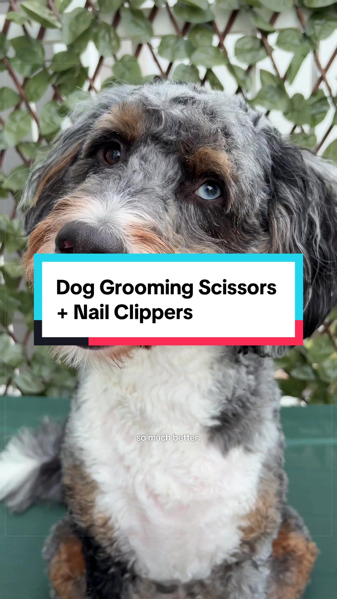 @Archie The Bernedoodle