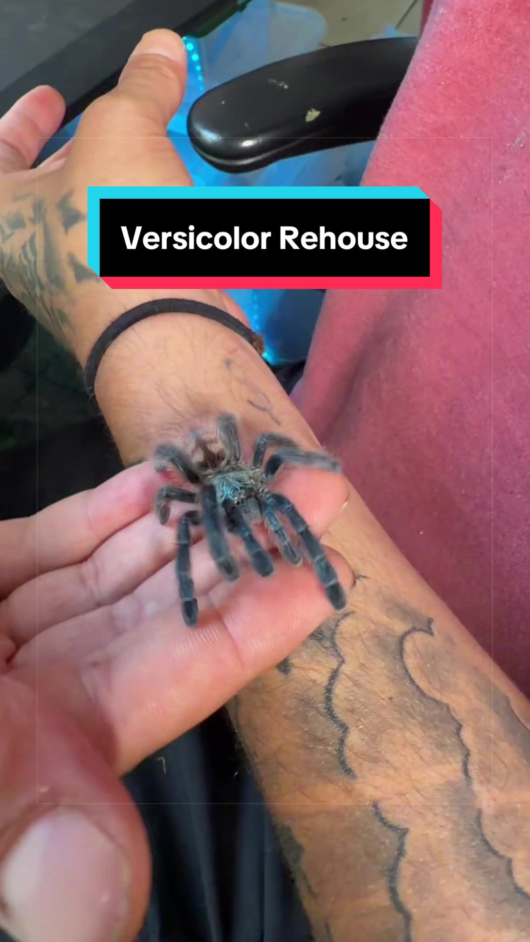 @HTL Exotics