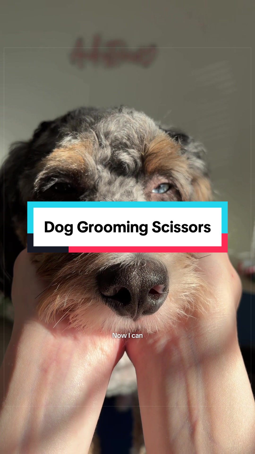 @Archie The Bernedoodle