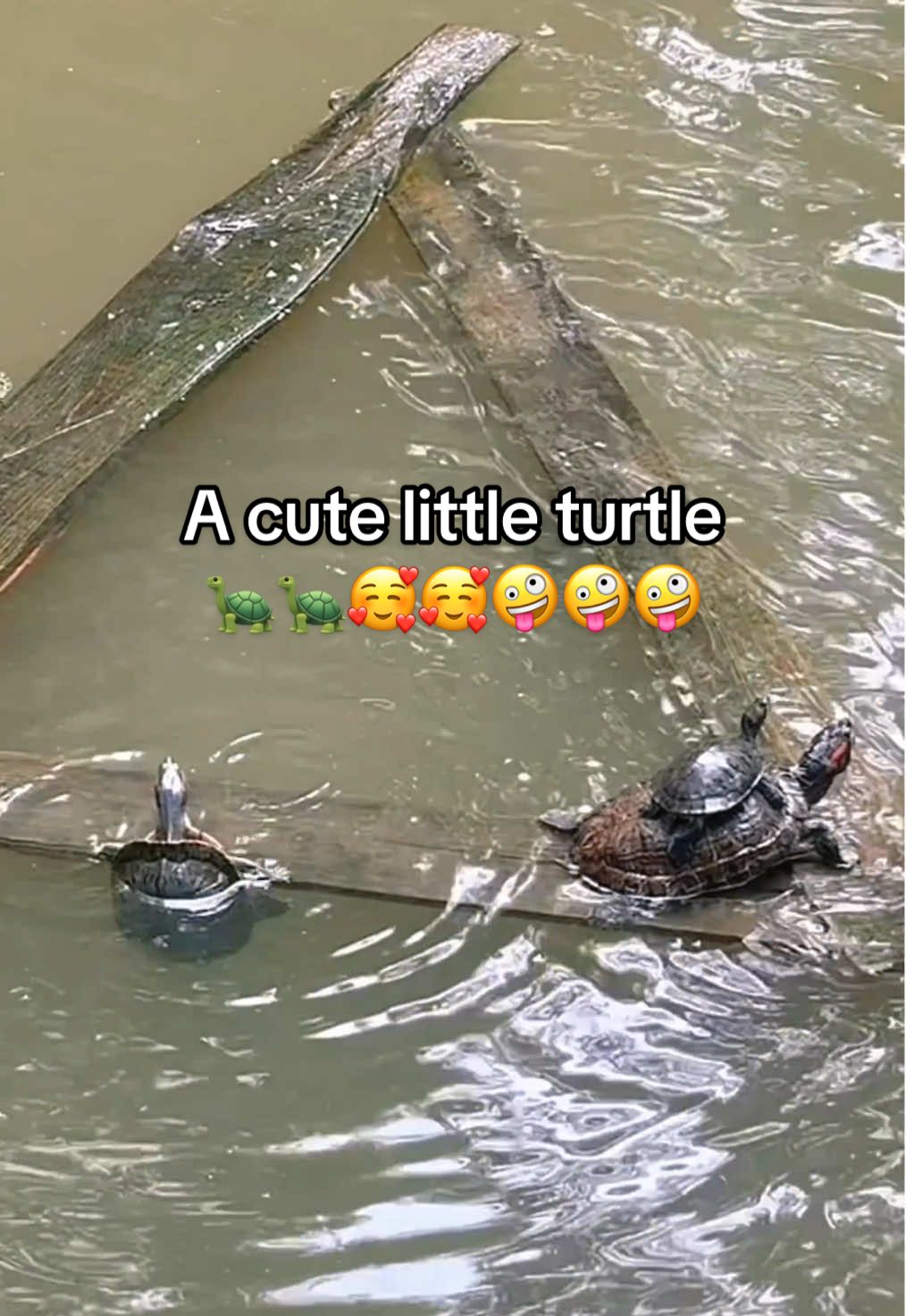 @Mr. Turtle