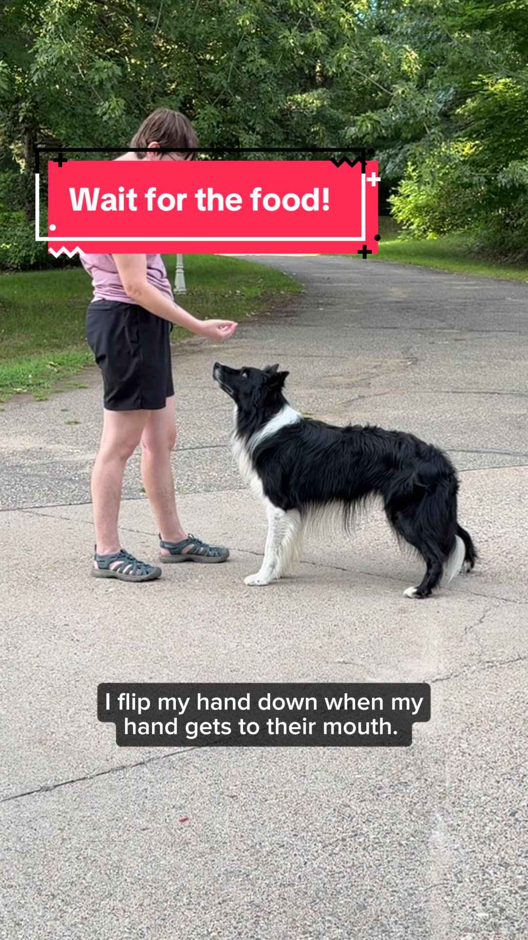 @Laura Waudby - Dog Sports