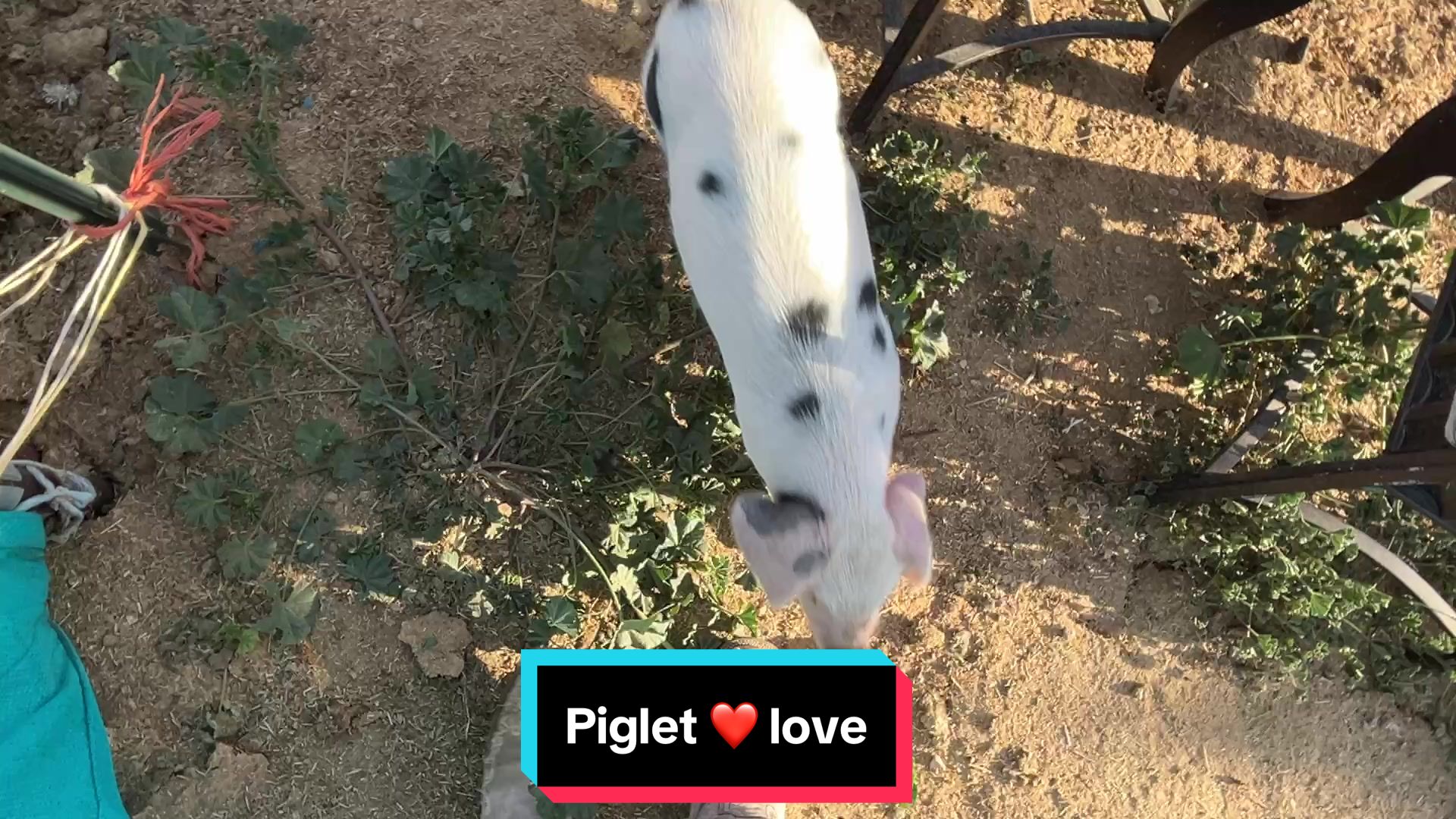 @Ms. Pissyfeet