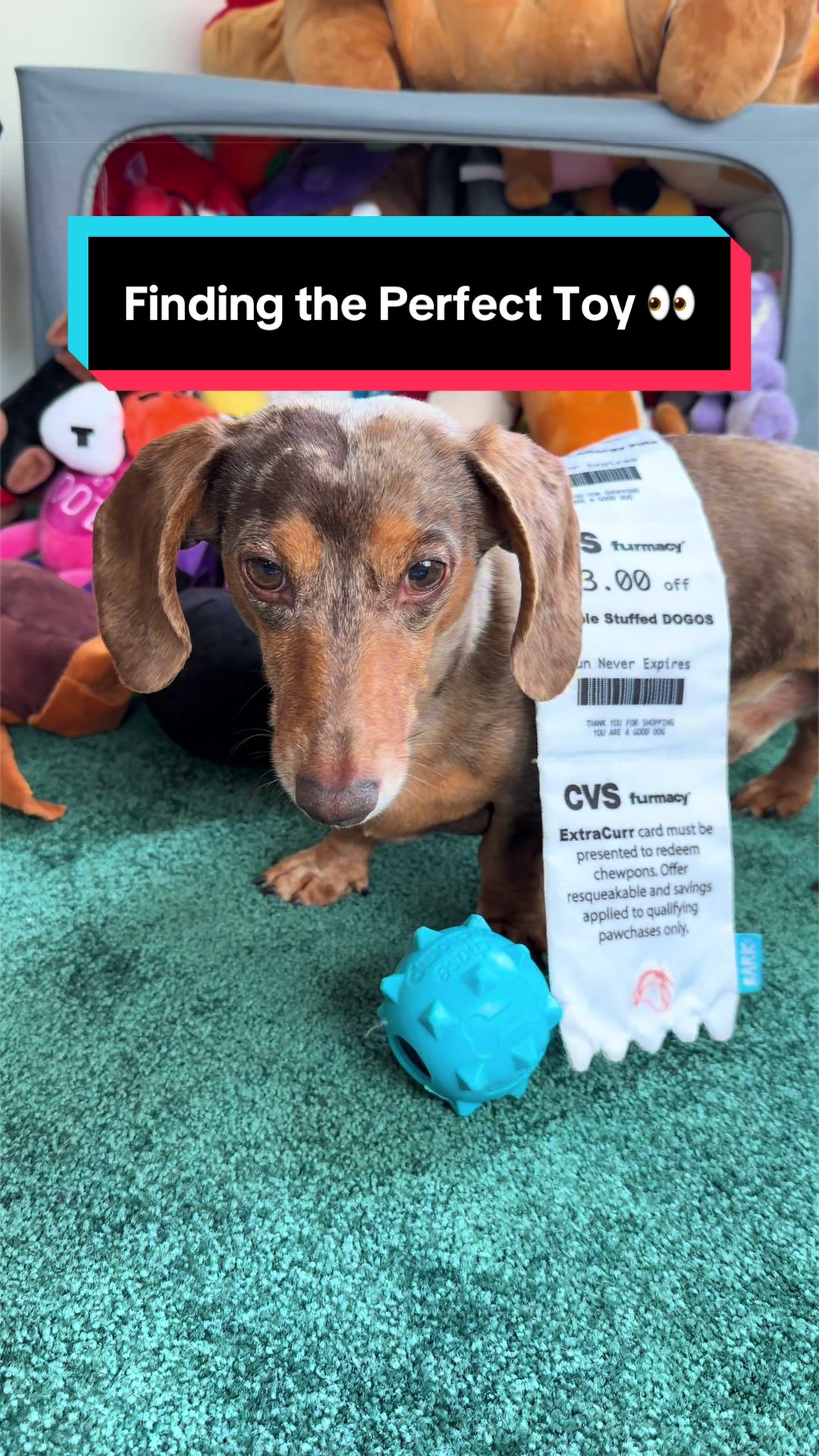@NormanTheWienerDog