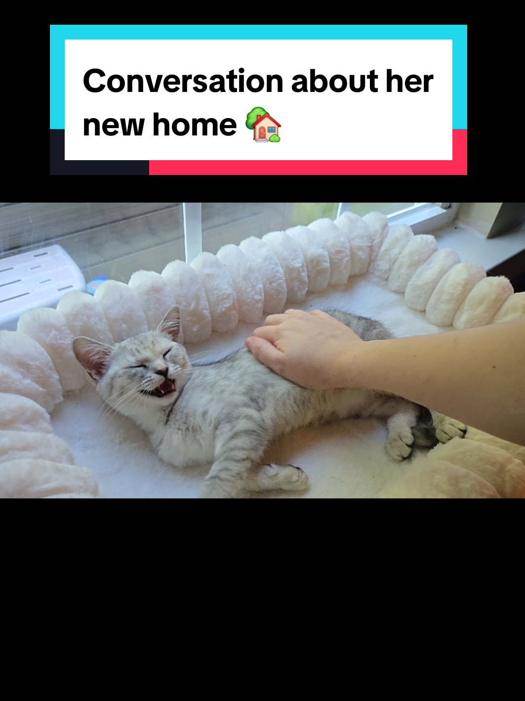 @Brittany's Beauties Kittens