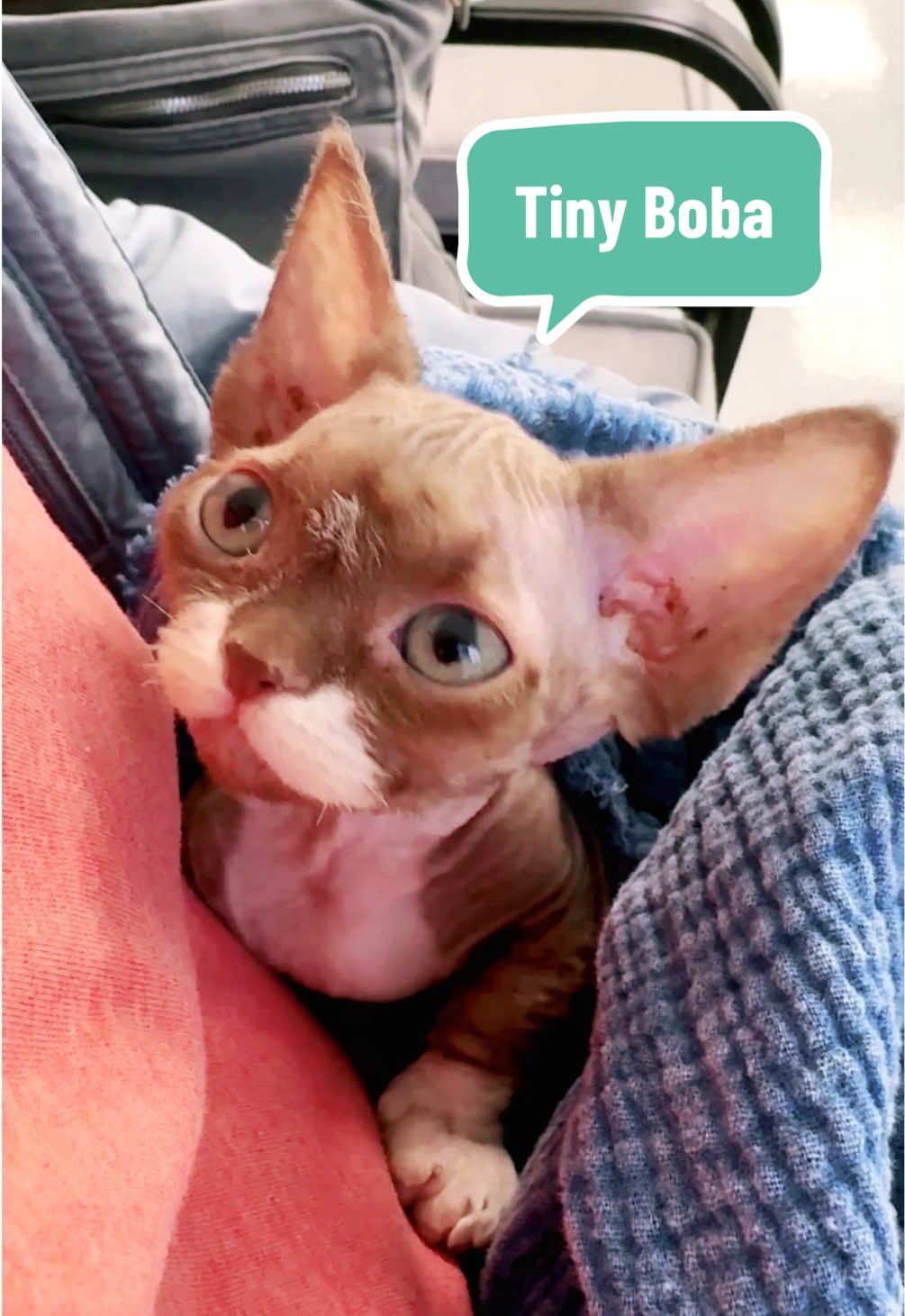 @Boba&rsquo;s Buds Minskin Cats
