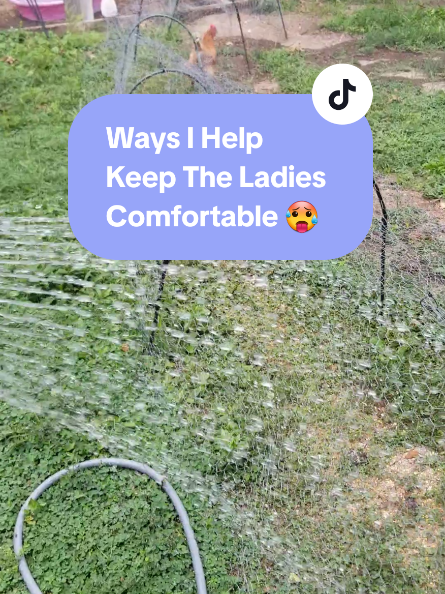 @CityChickenFarm