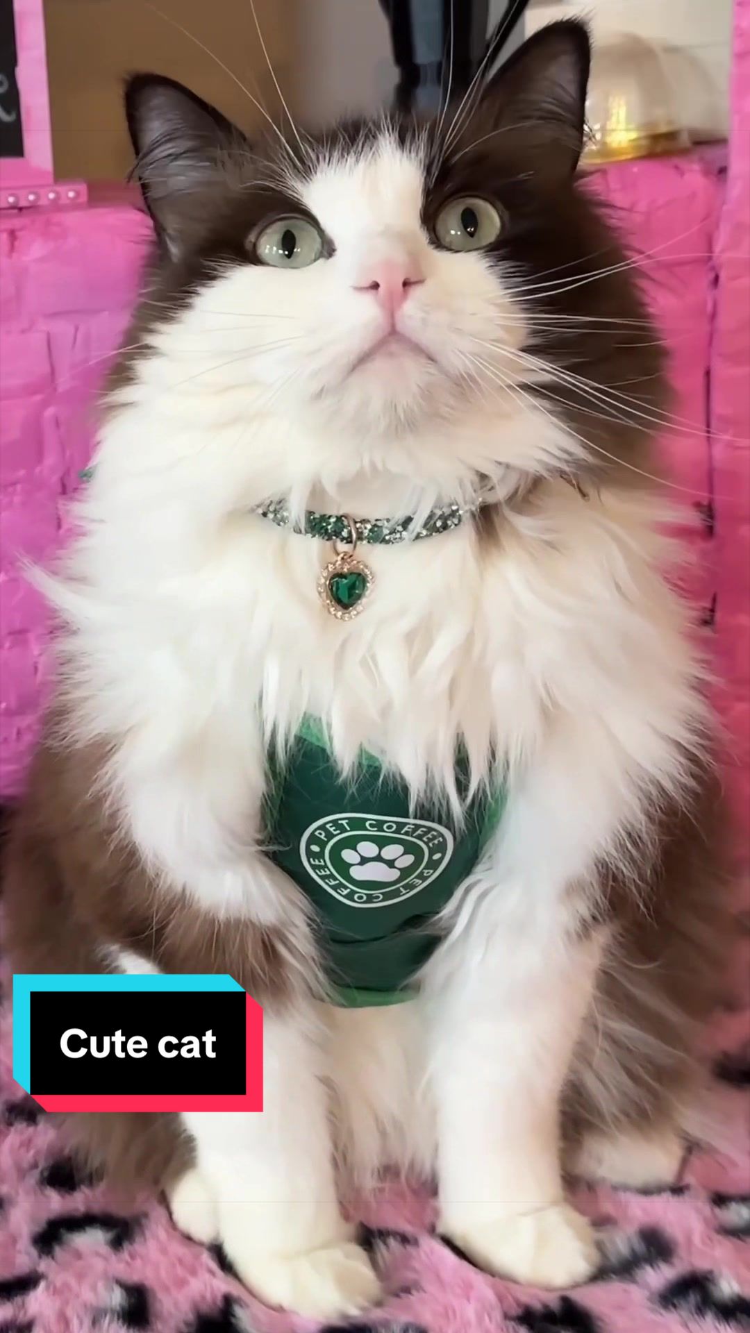 @Meredith Ragdoll Cat