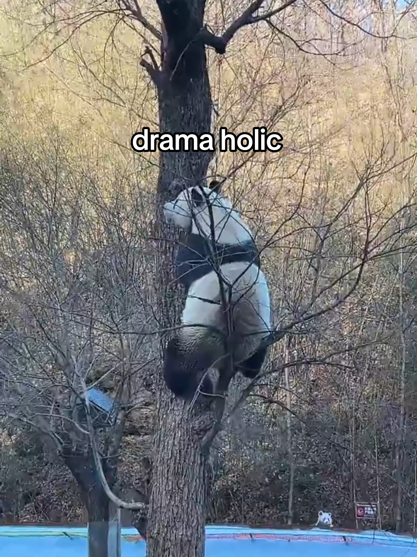 @PandaHut