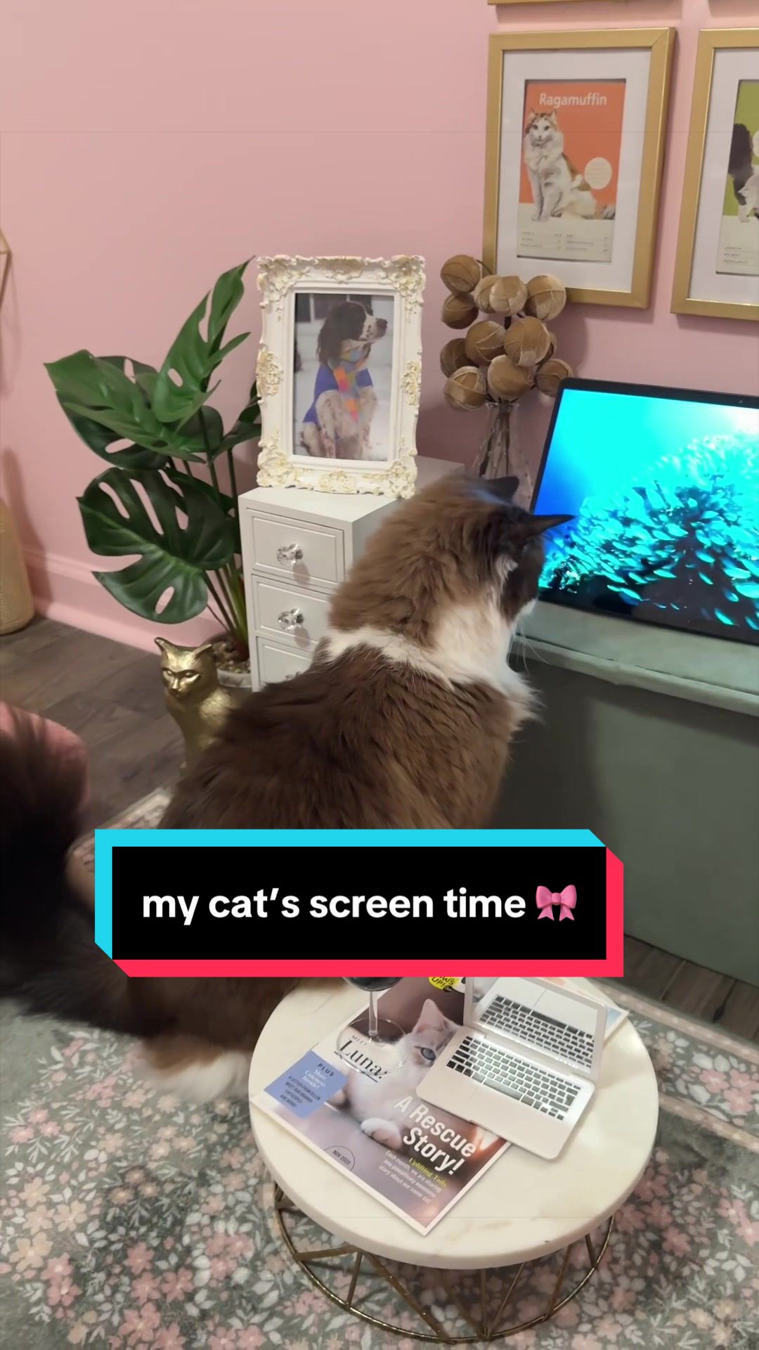 @Meredith Ragdoll Cat