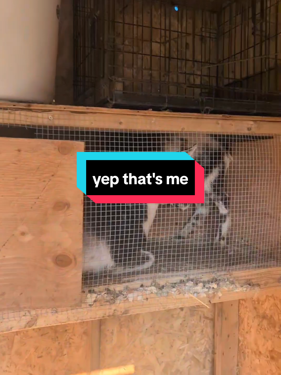 @Chickens & Bullies