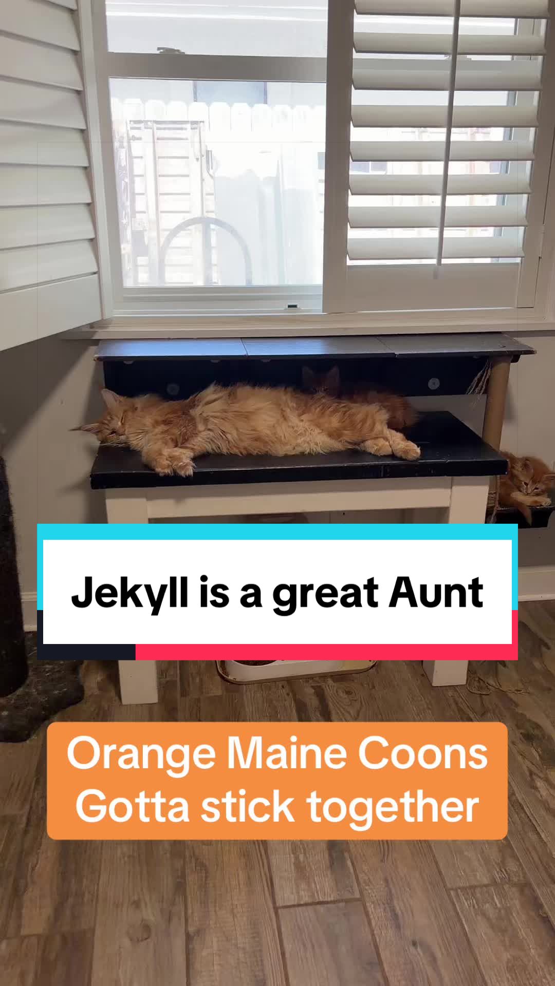 @Sassy Koonz Luxury MaineCoons