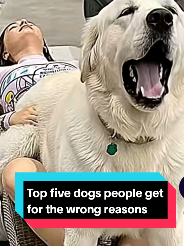 @The pet post
