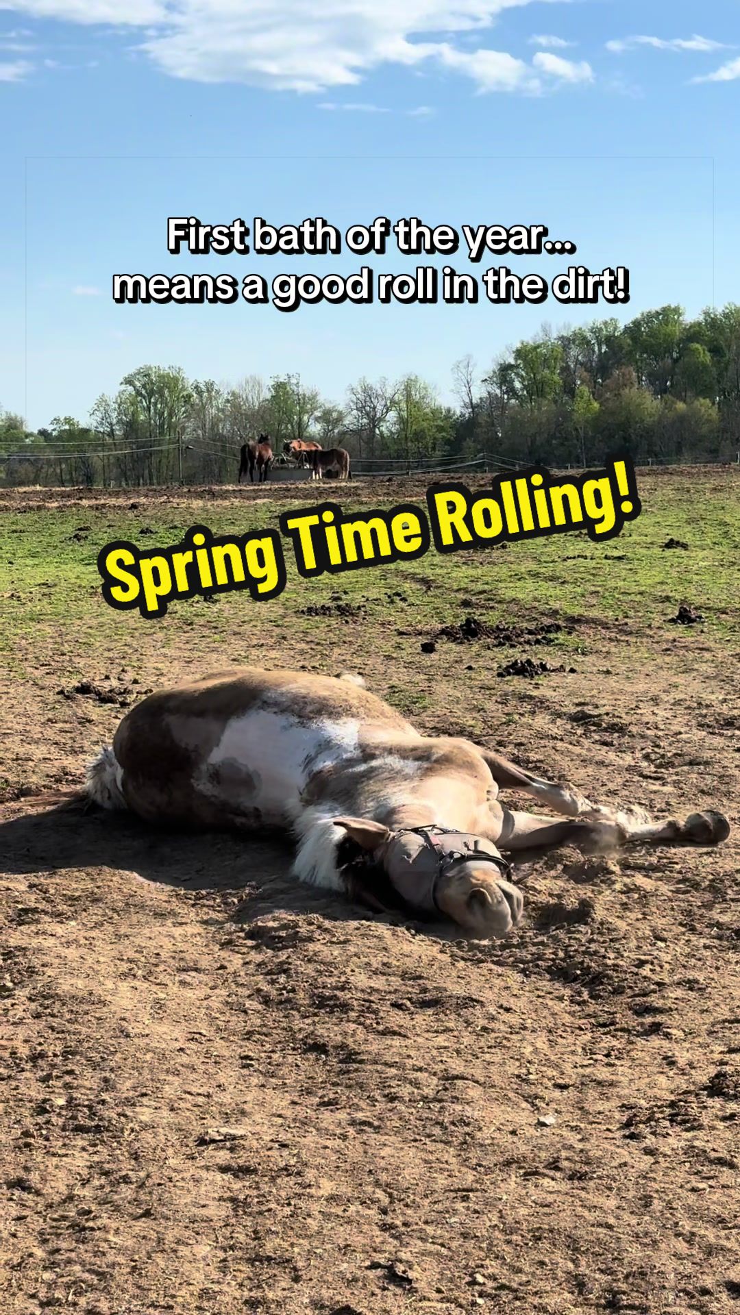 @Days End Farm Horse Rescue