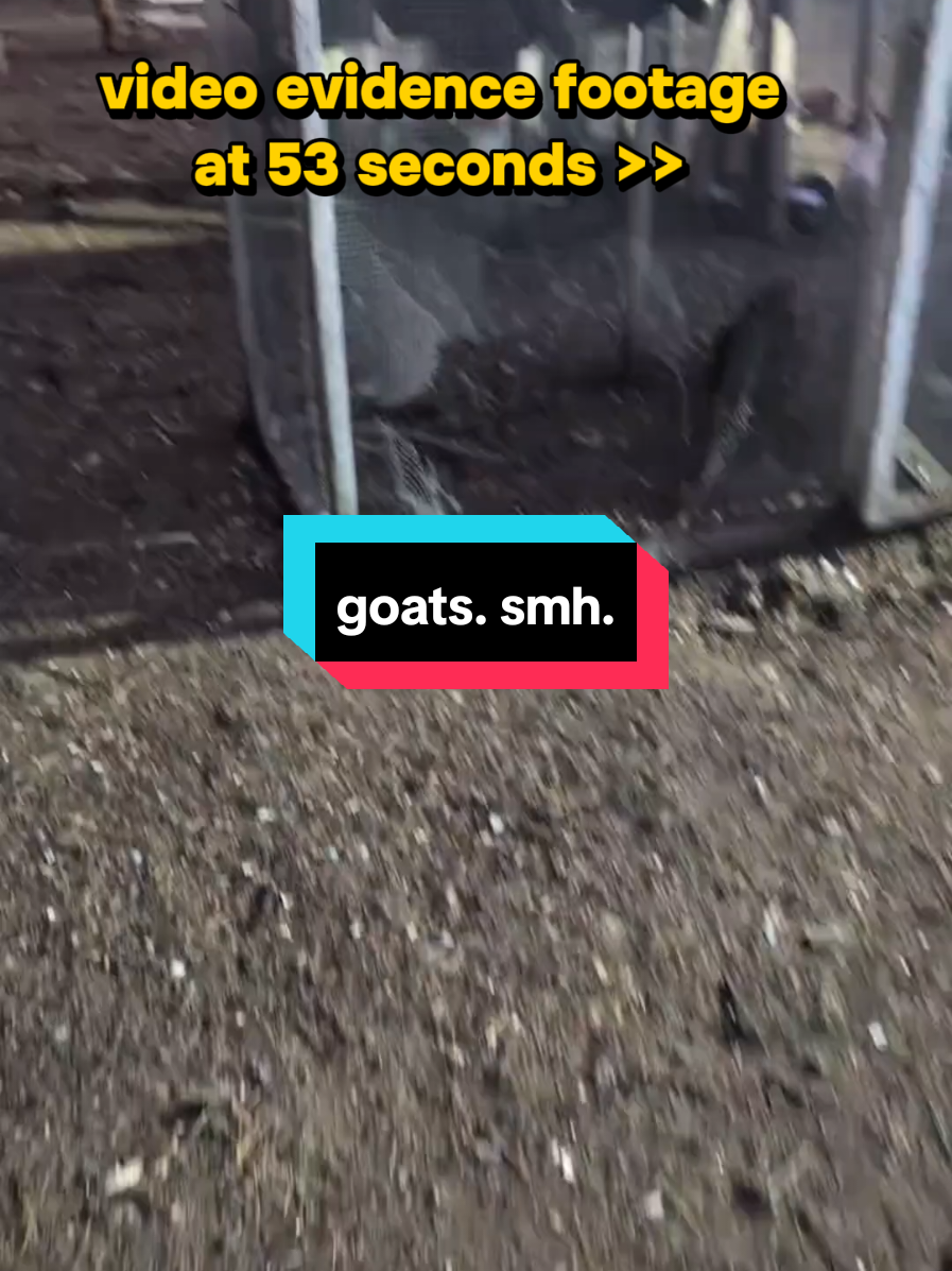 @Chickens & Bullies