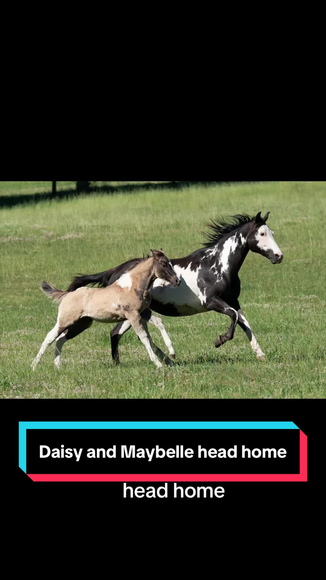 @ThePaintedAcresRanch