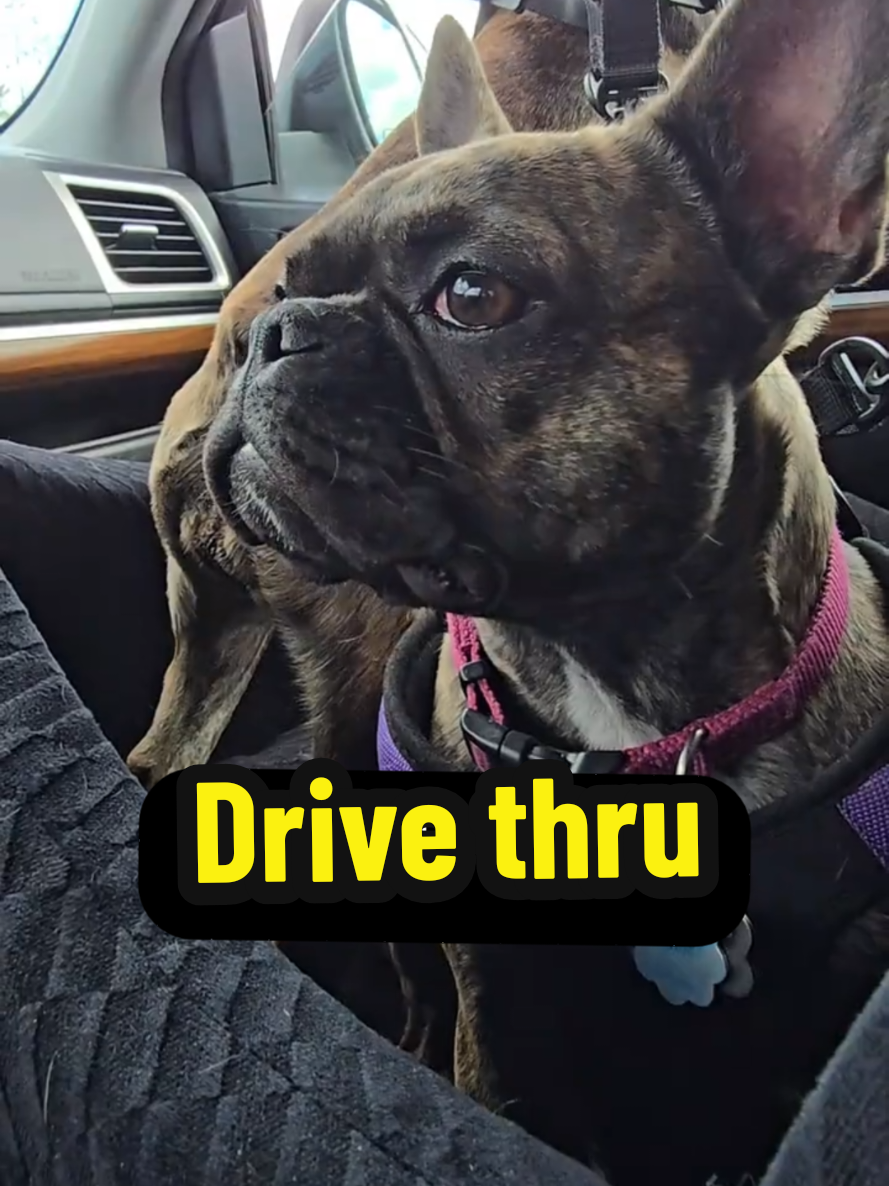 @JBear w/ Thelma and Louise🐾🐾