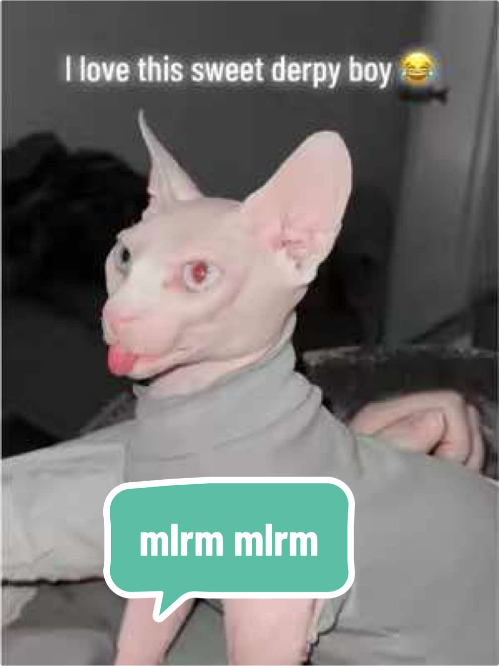 @Boba&rsquo;s Buds Minskin Cats