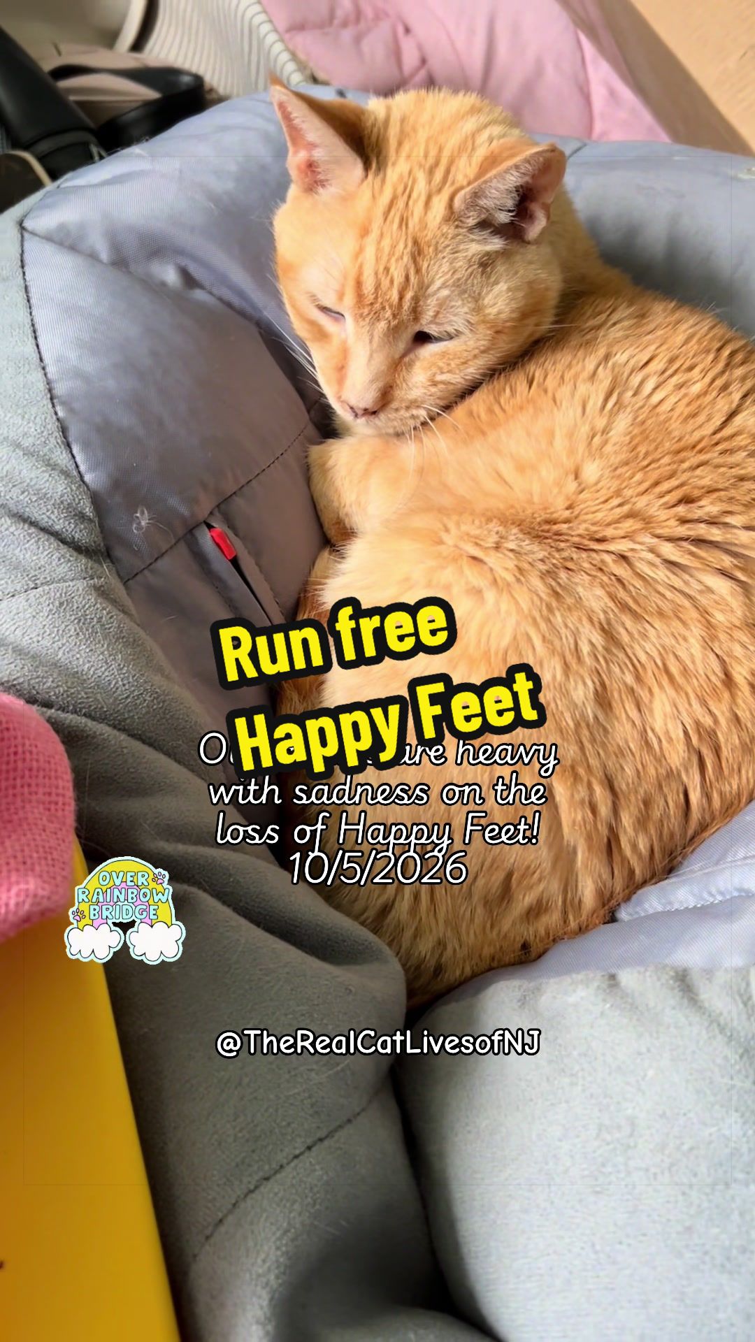 @🐾Therealcatlivesofnj 🐾
