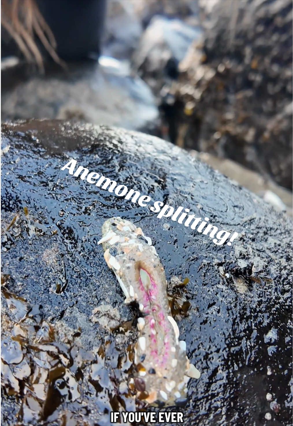@Alanna - Shifting Tides