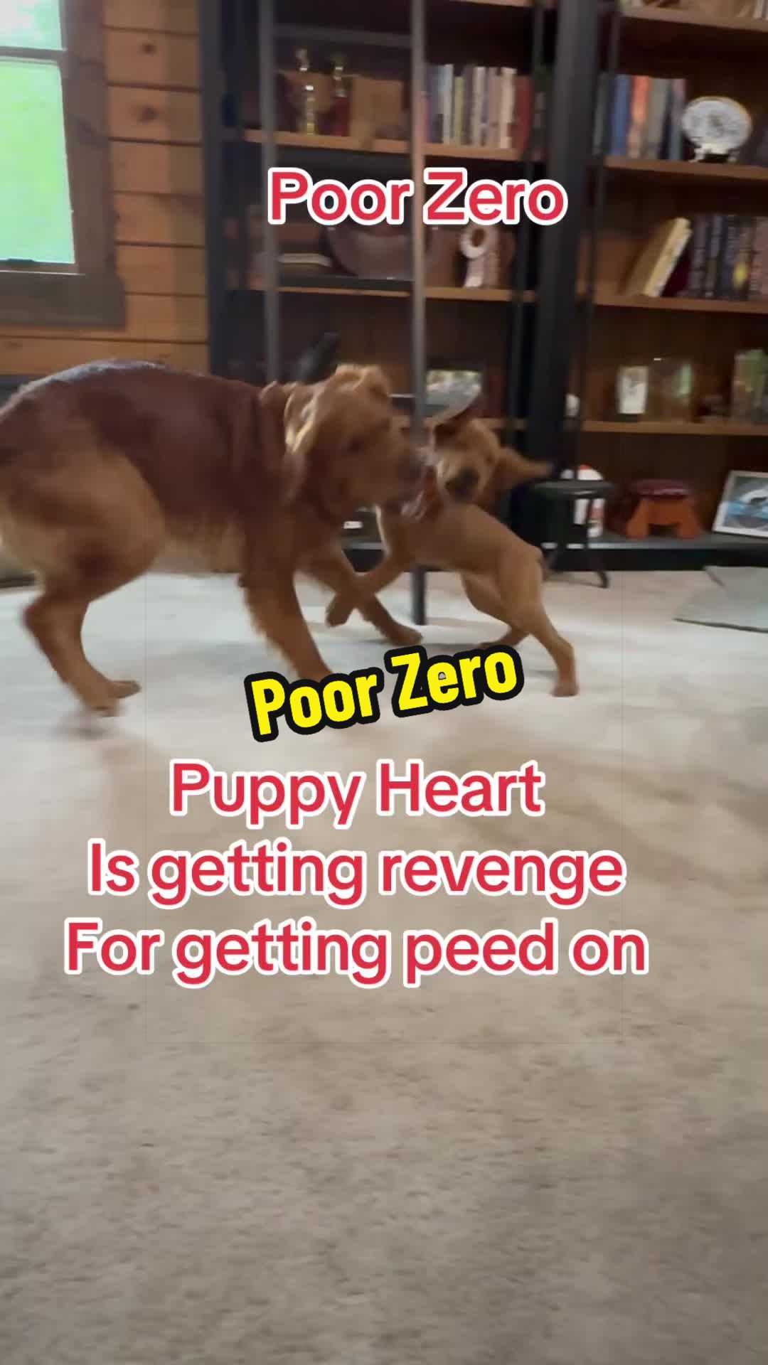 @Zero Gravity🐾