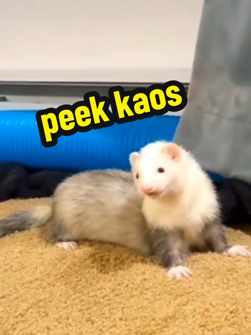 @Chaos Critters