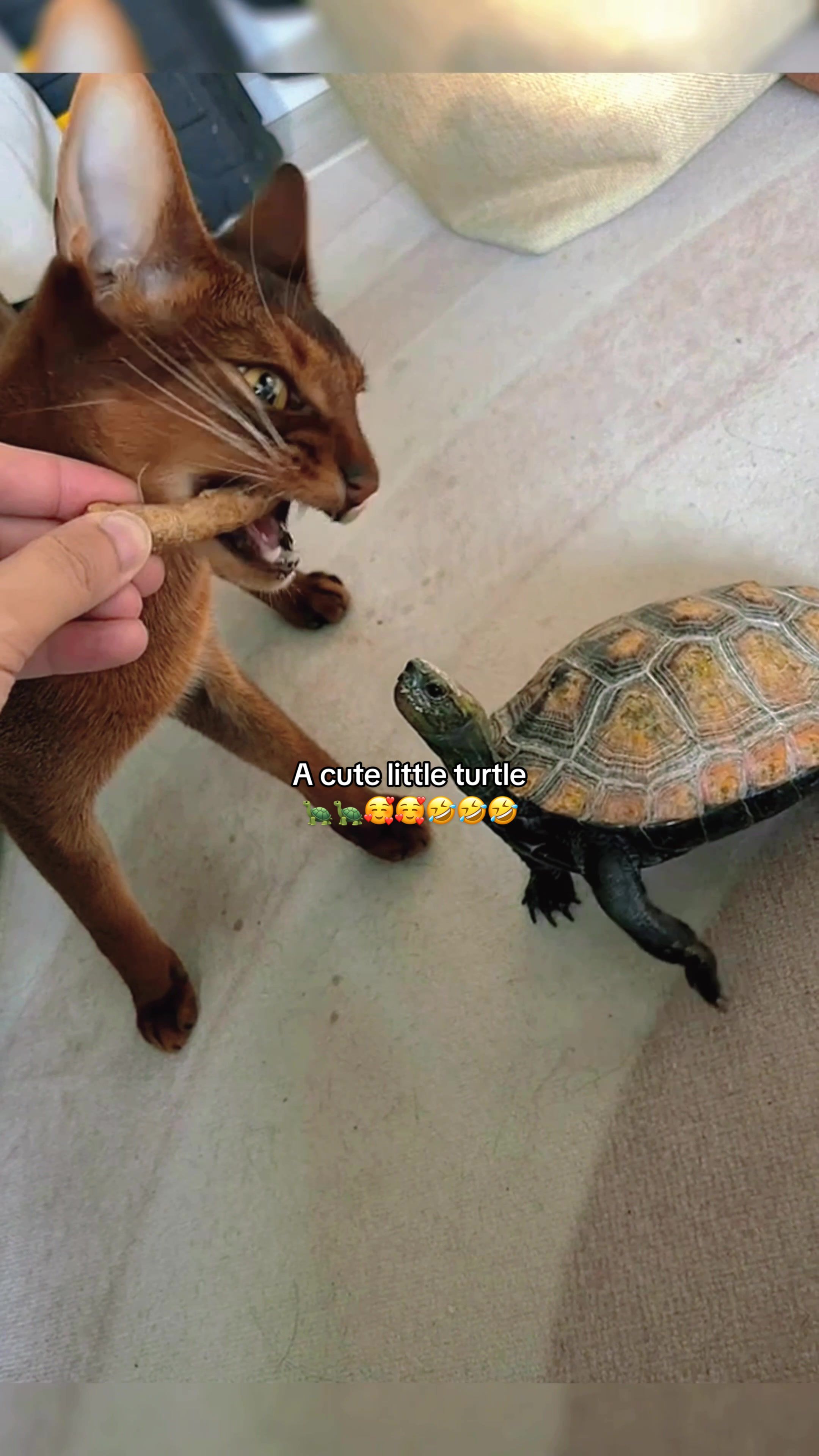 @Mr. Turtle