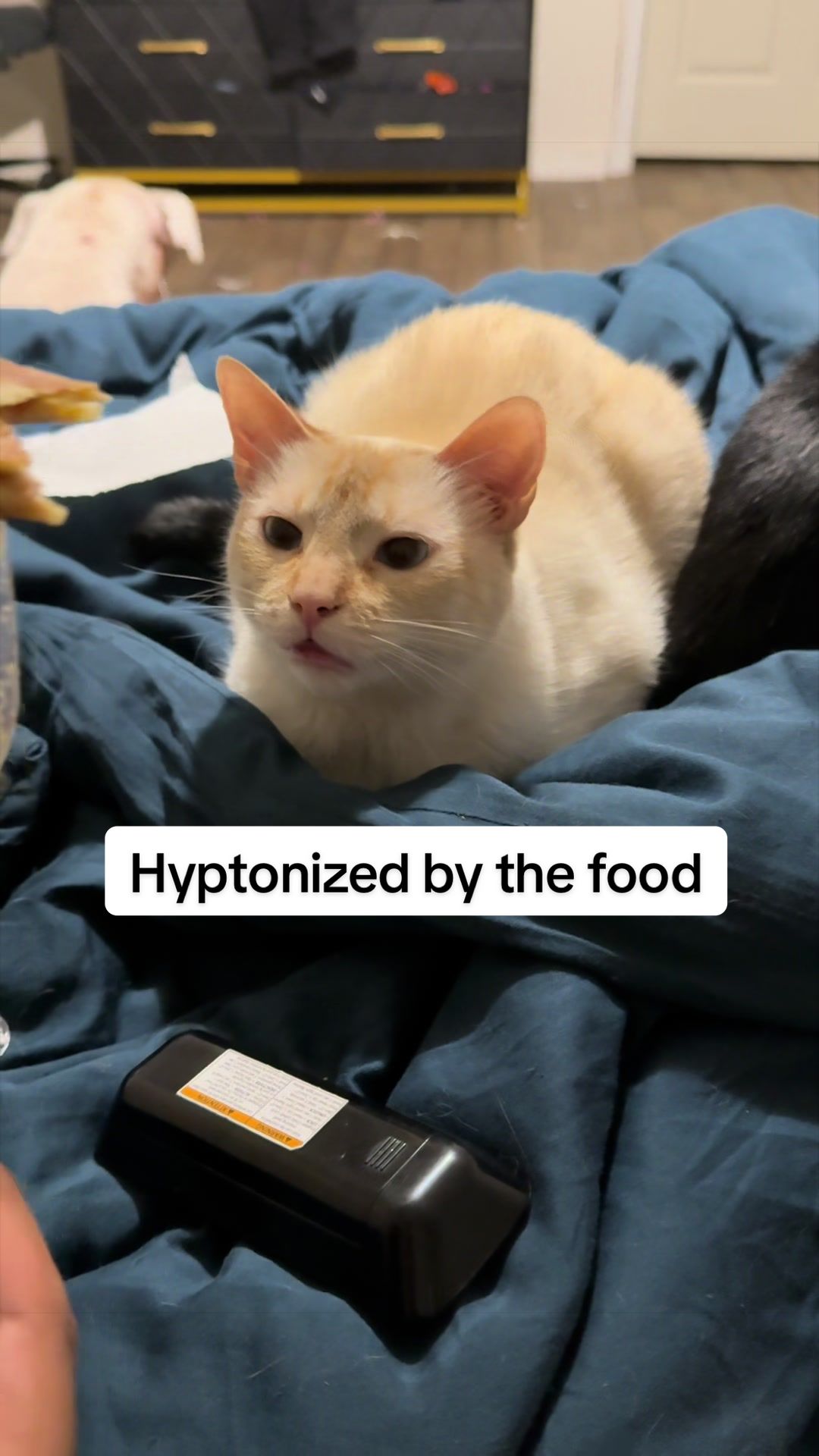 @whatthepurr