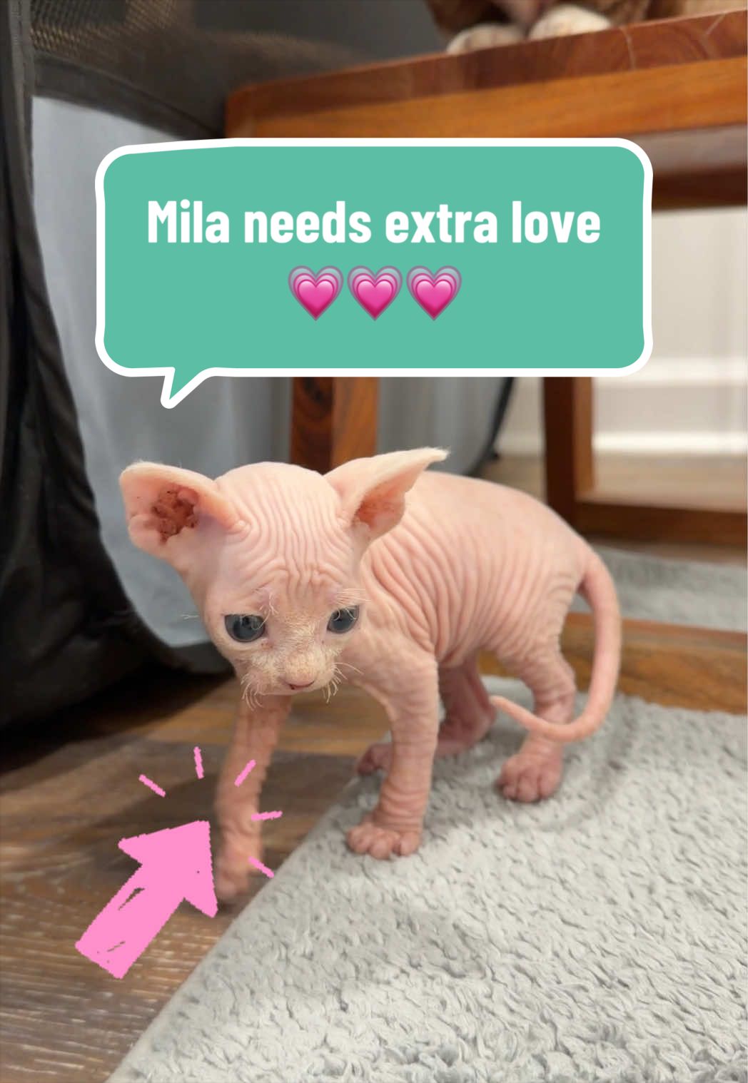 @Boba’s Buds Minskin Cats