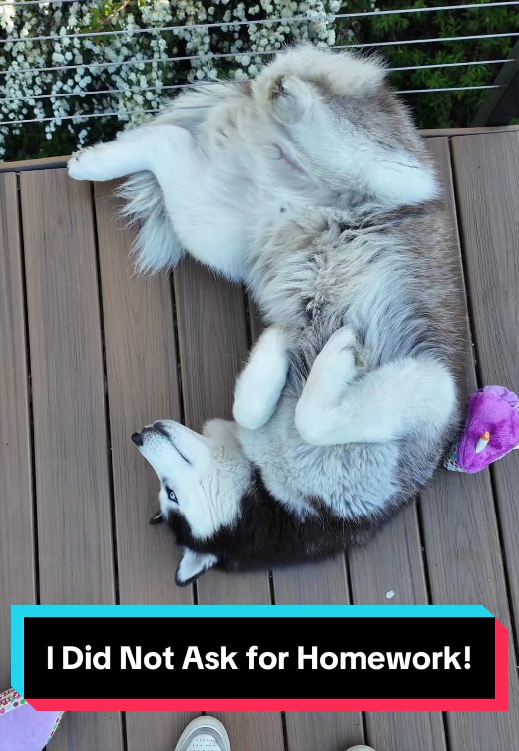 @Siberian Derpskies