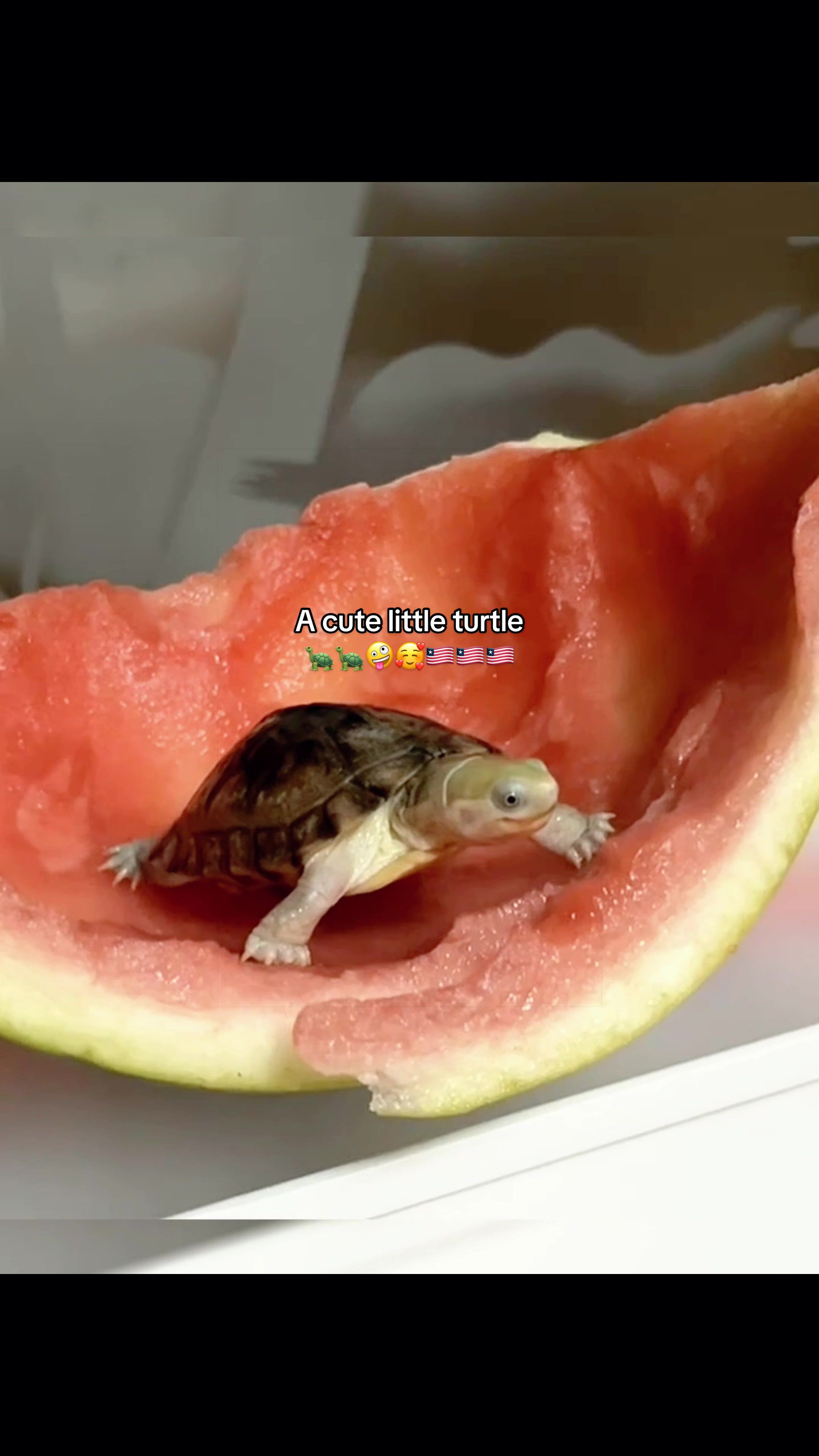 @Mr. Turtle