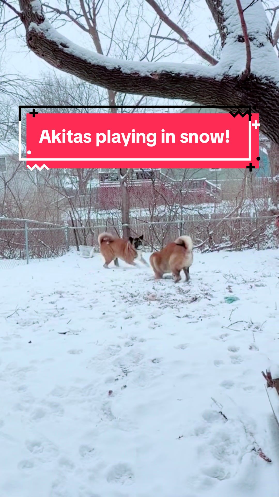 @Akita Brothers