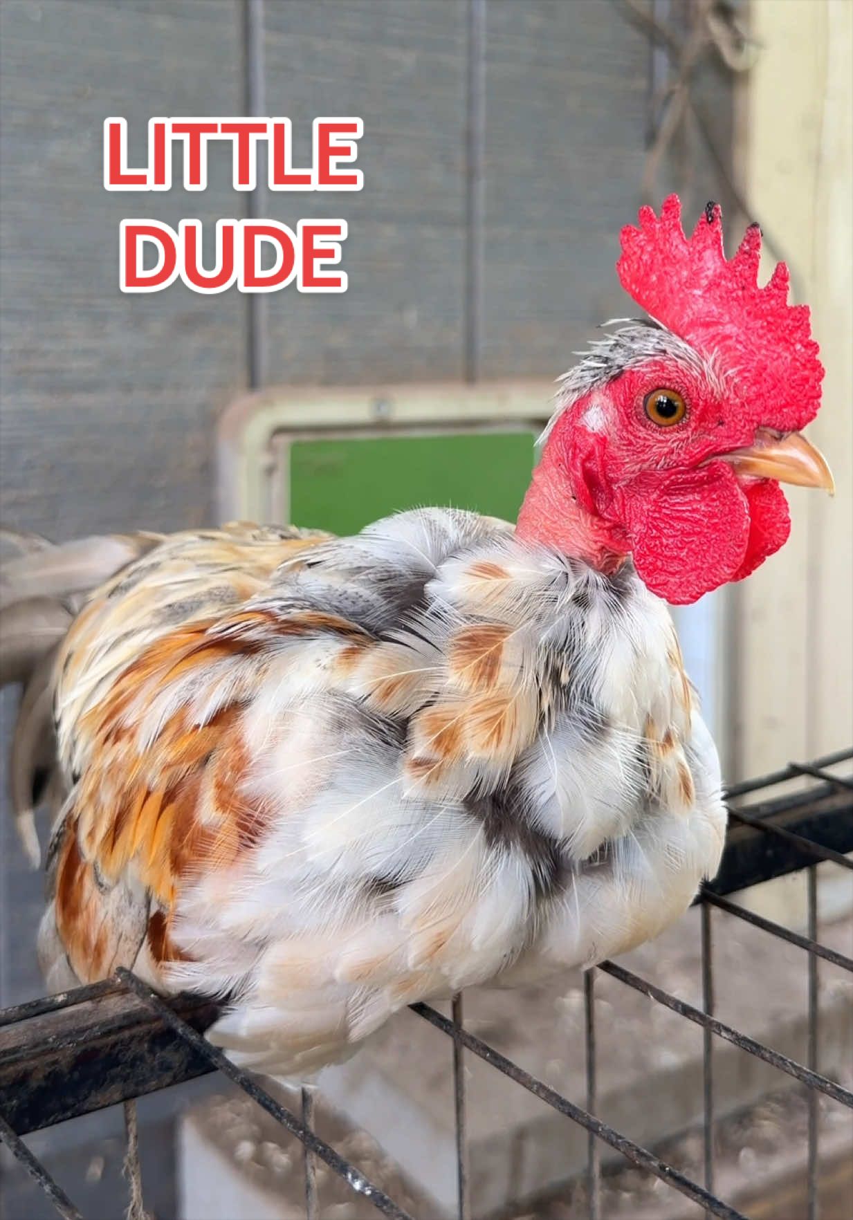 @Gulf Coast Cluckers