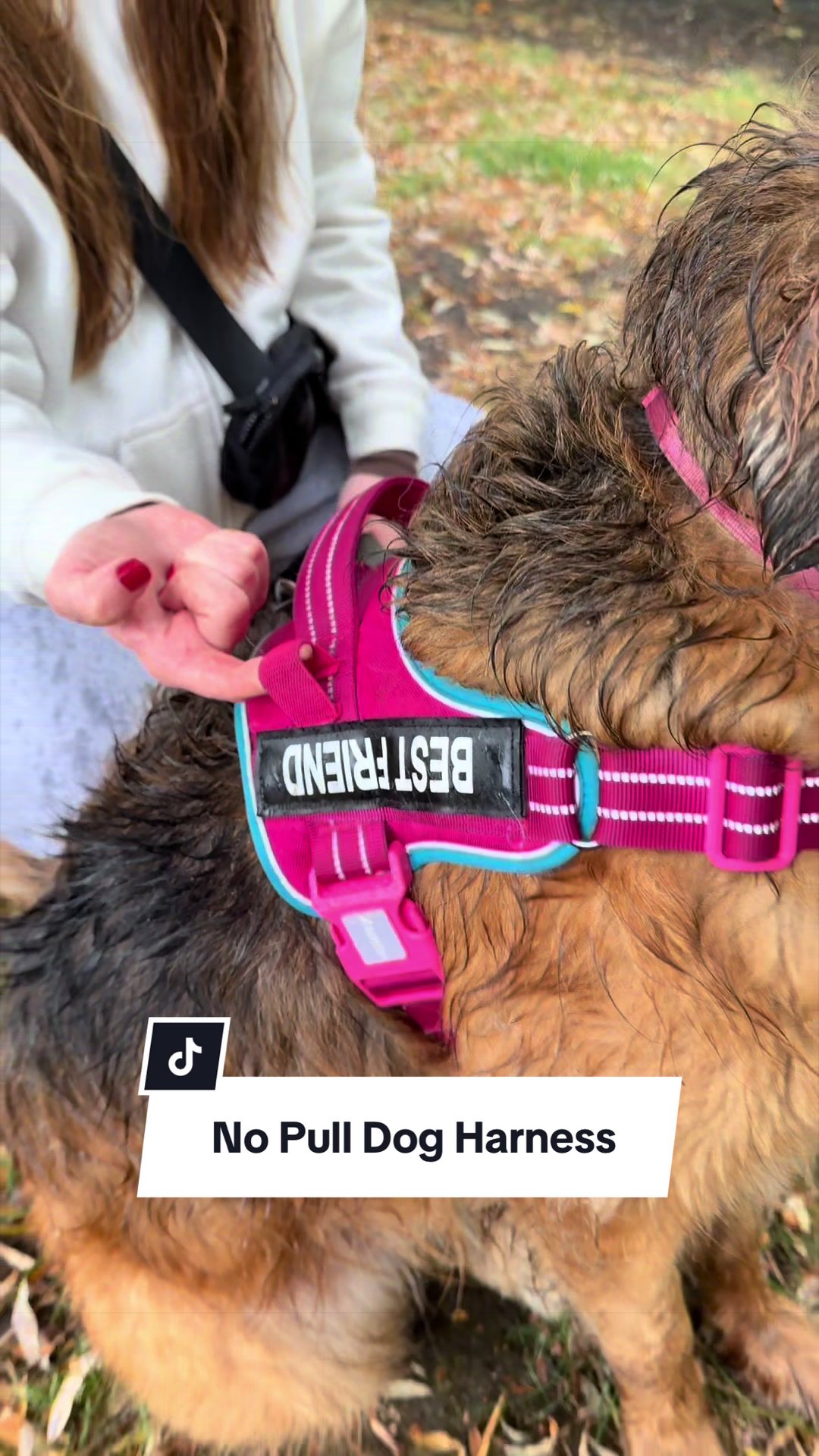 @lifewithgoldenshepherds