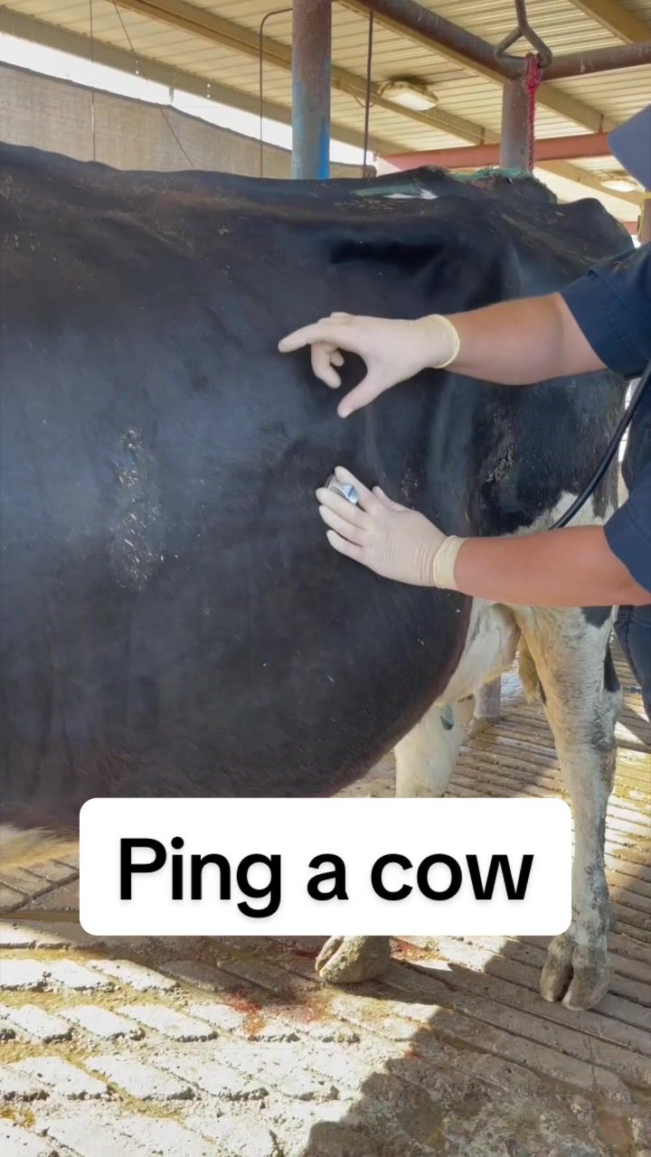 @Dairy Vet Dr. Michelle