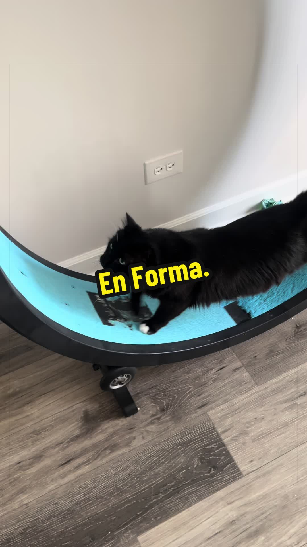 @🦖 MEOWassic CAT😺