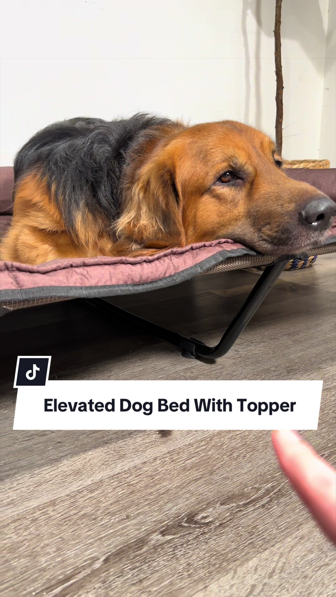 @lifewithgoldenshepherds