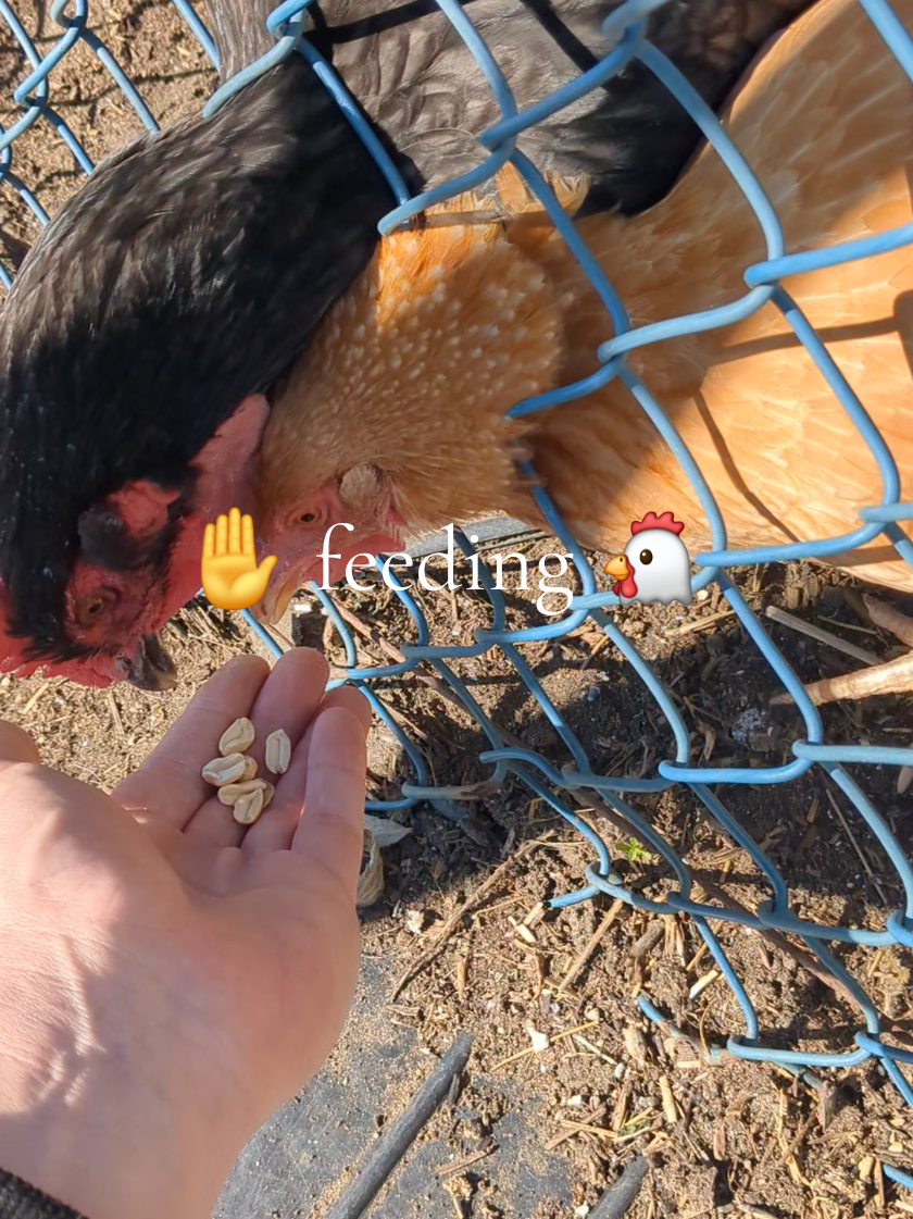 @FeatheryFilms