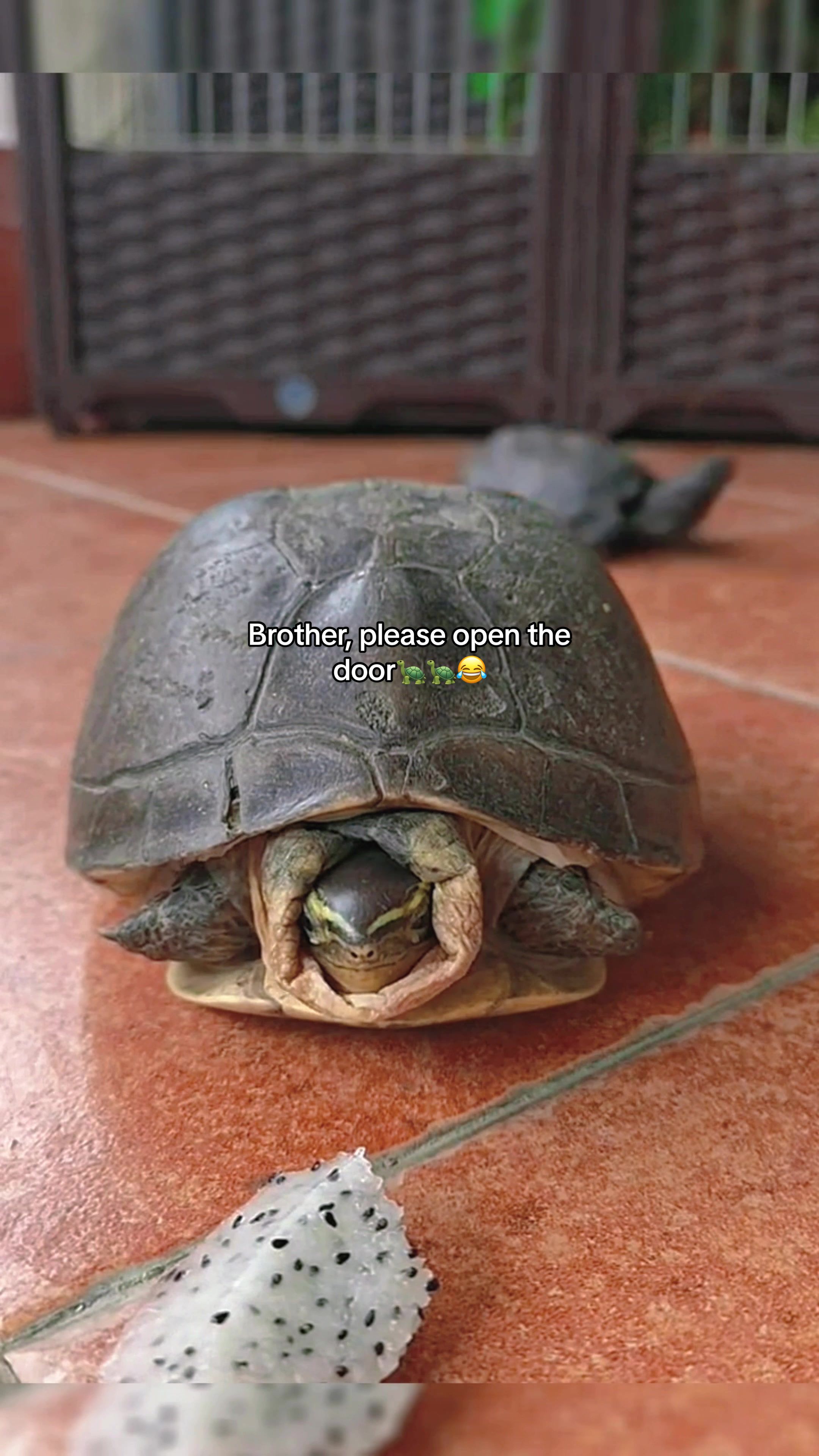 @Mr. Turtle