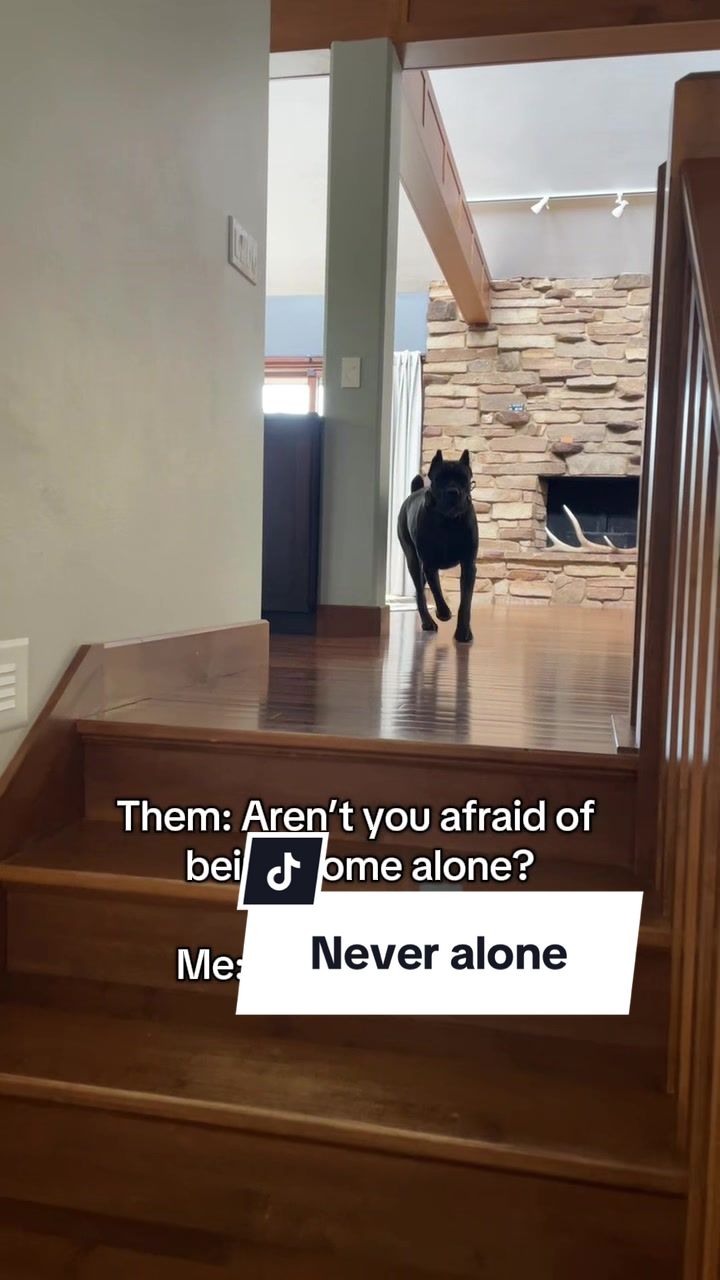 @Boo the Cane Corso