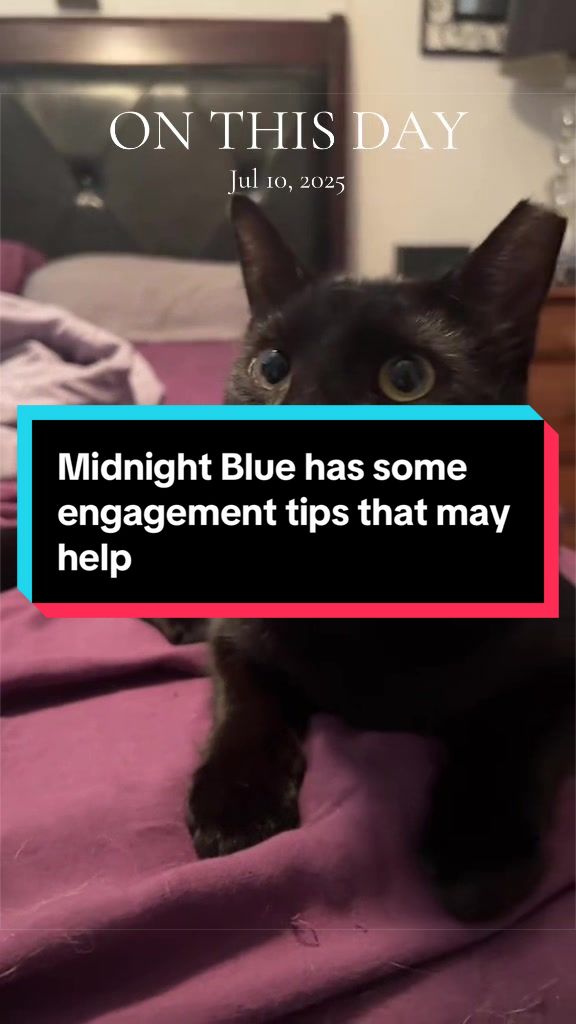 @catlover313official