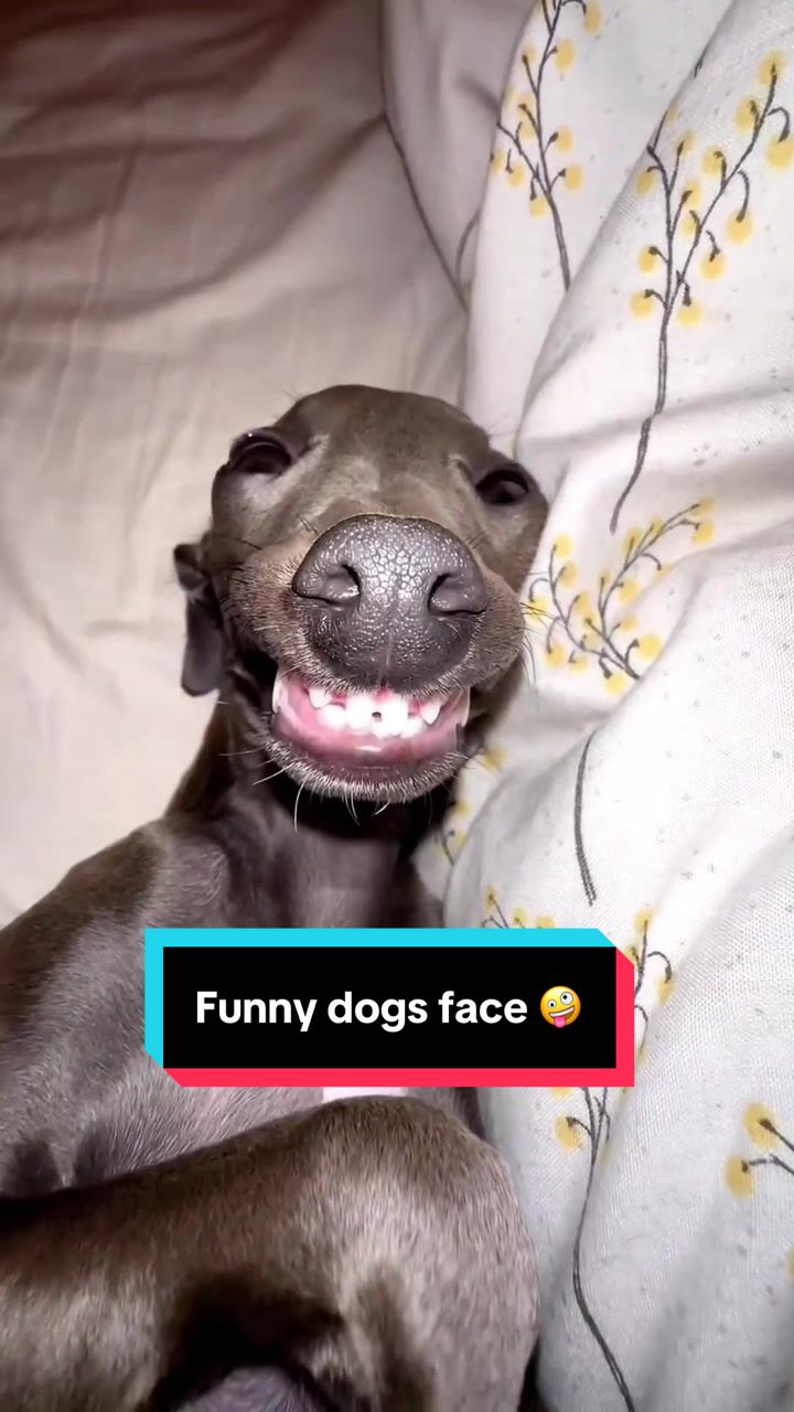 @Funny bunny