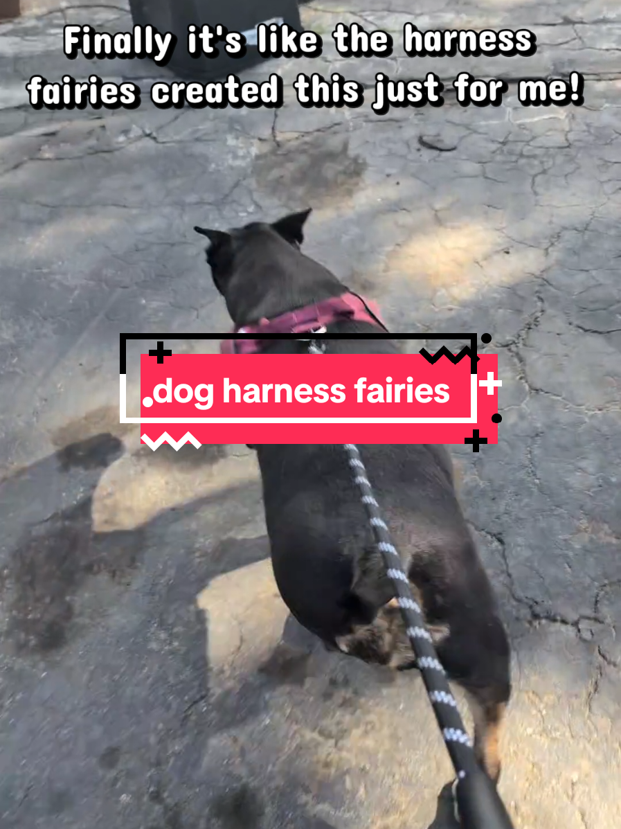 @Chickens & Bullies