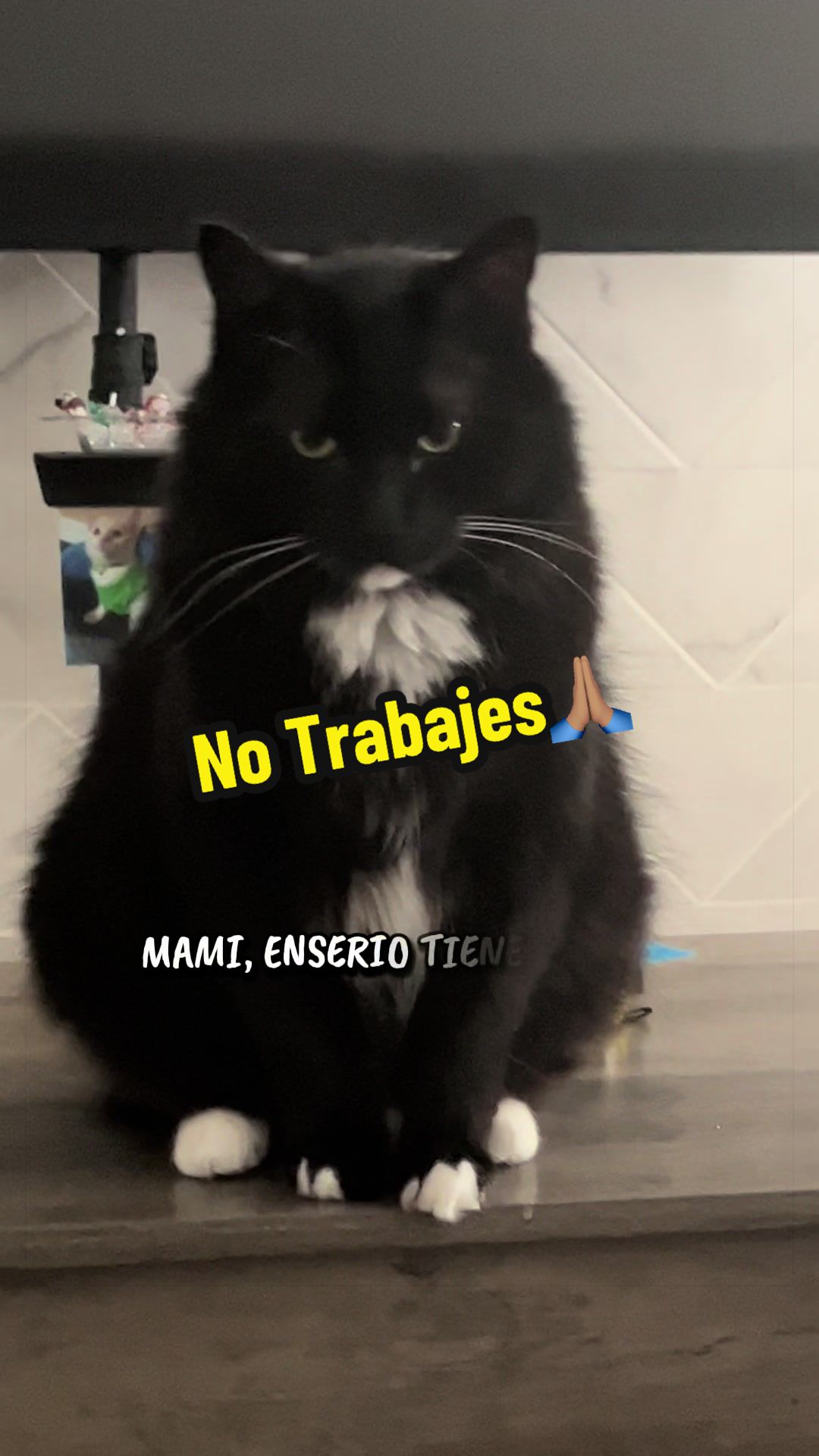 @🦖 MEOWassic CAT😺