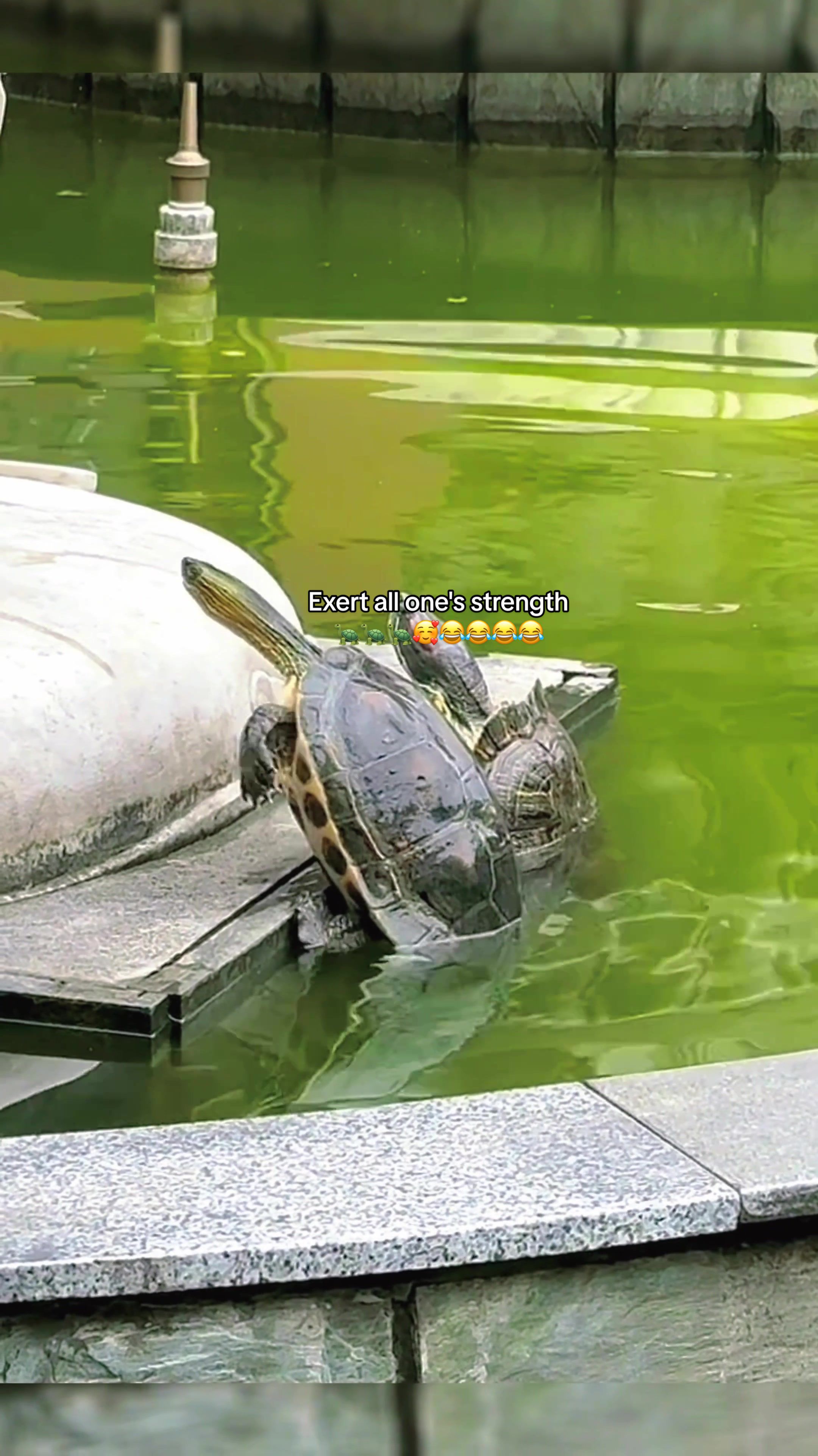 @Mr. Turtle