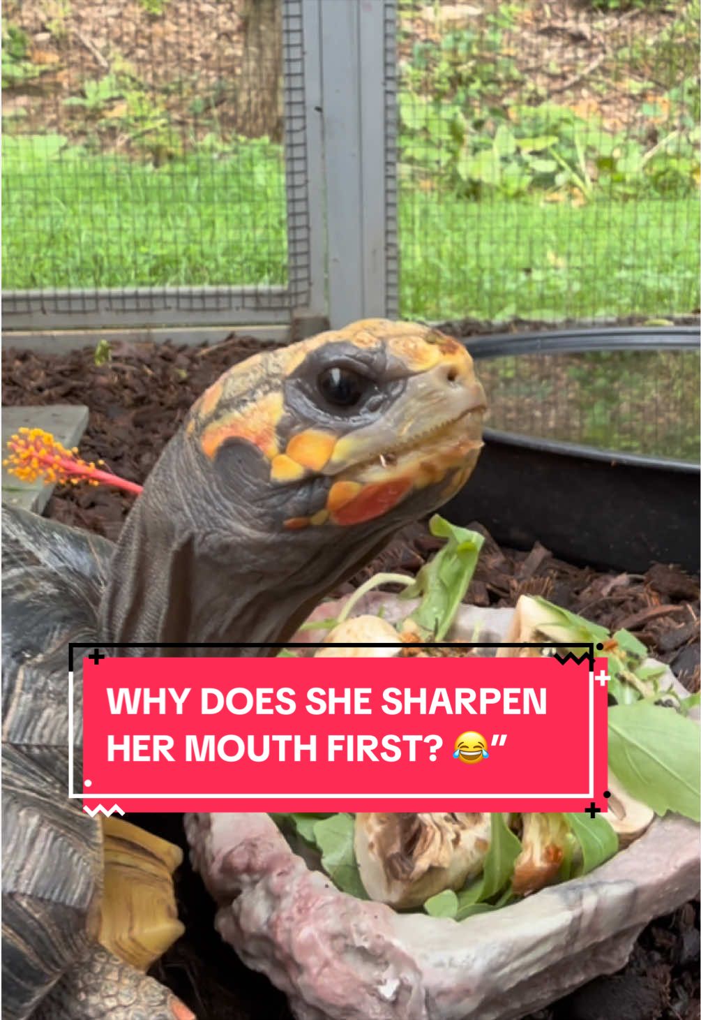 @Eastern Box Turtle